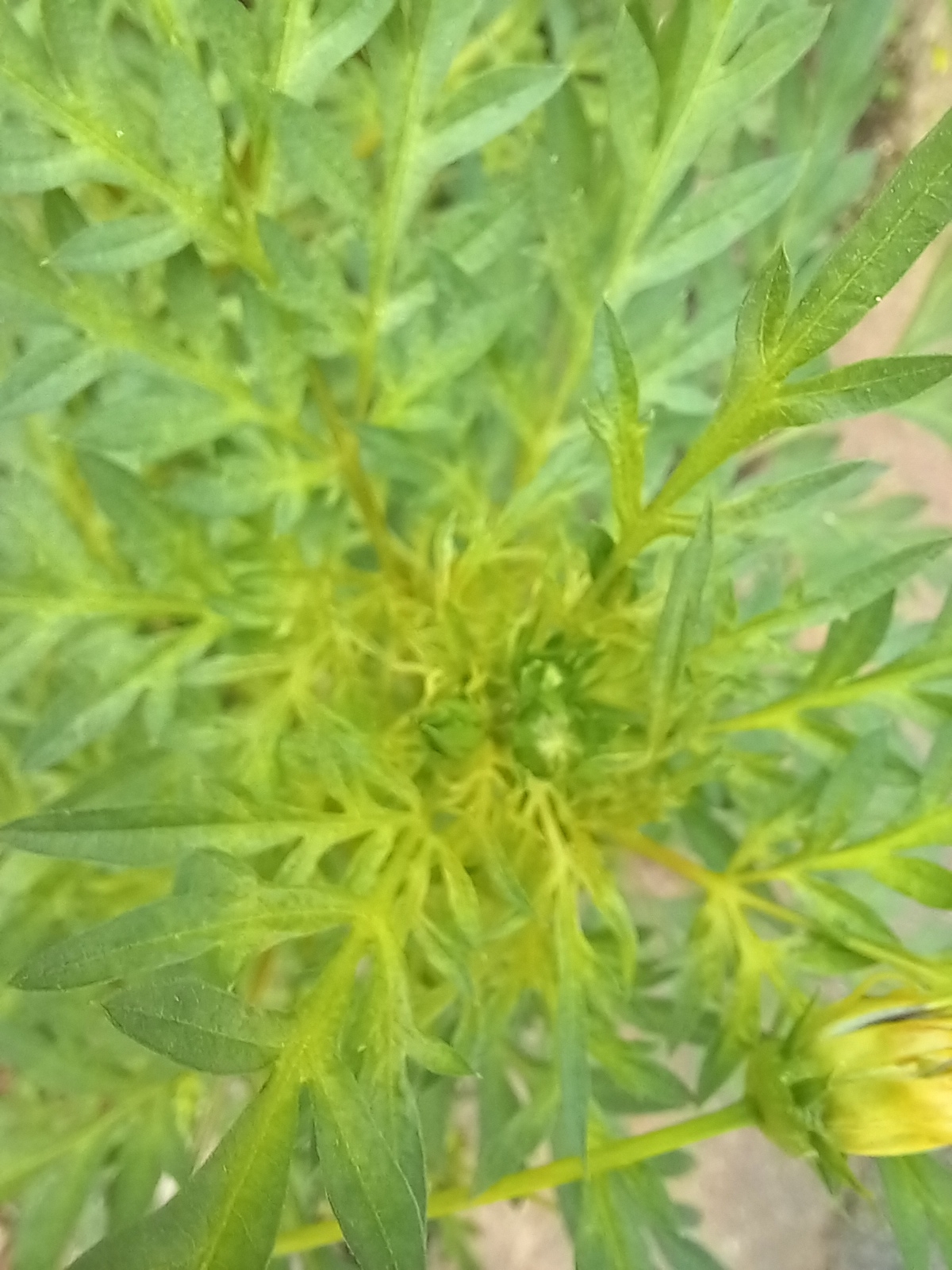 Photo of Yellow Cosmos (3/12)