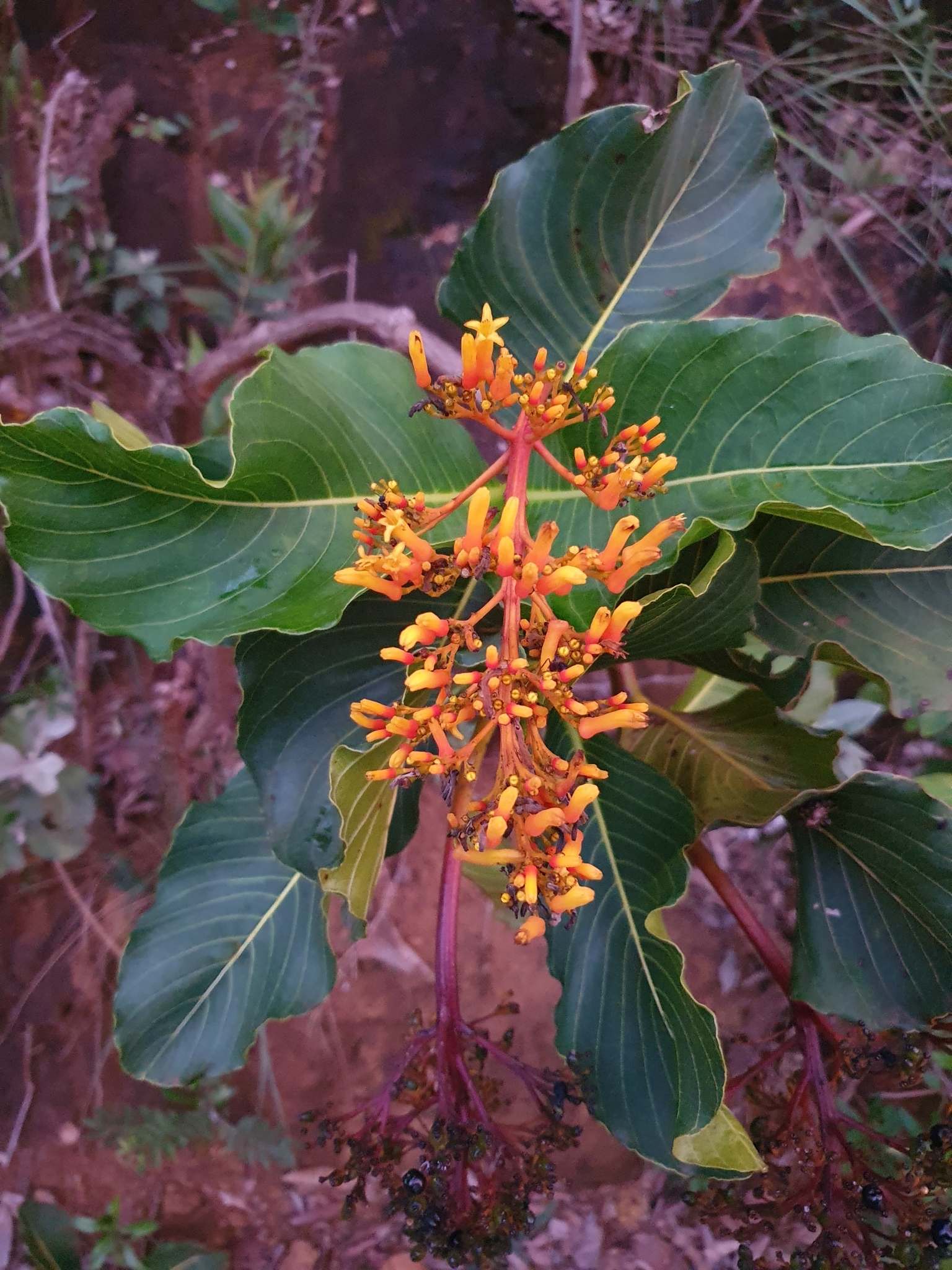 Photo of Palicourea rigida (5/12)