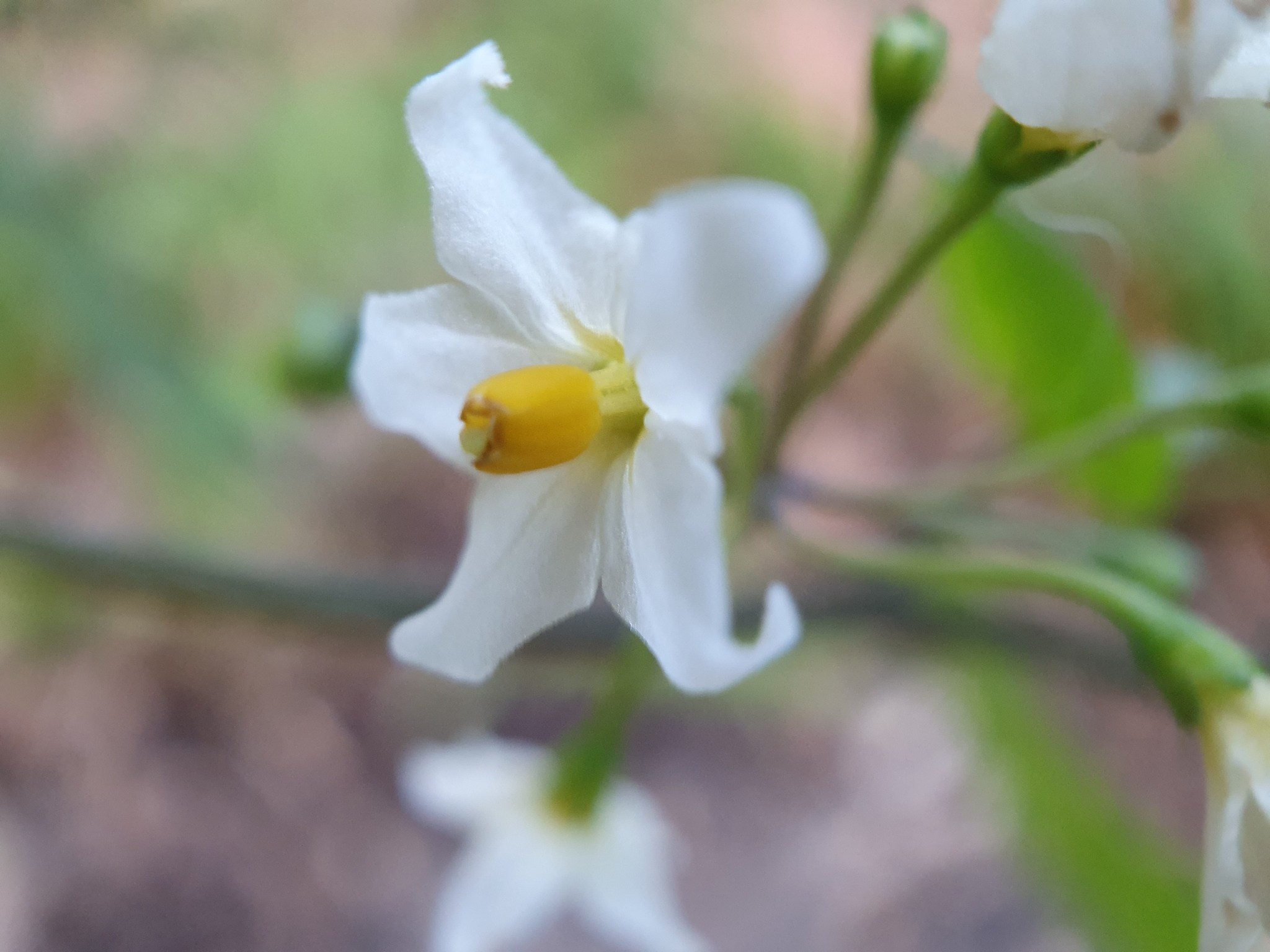 Photo of black nightshade (8/8)