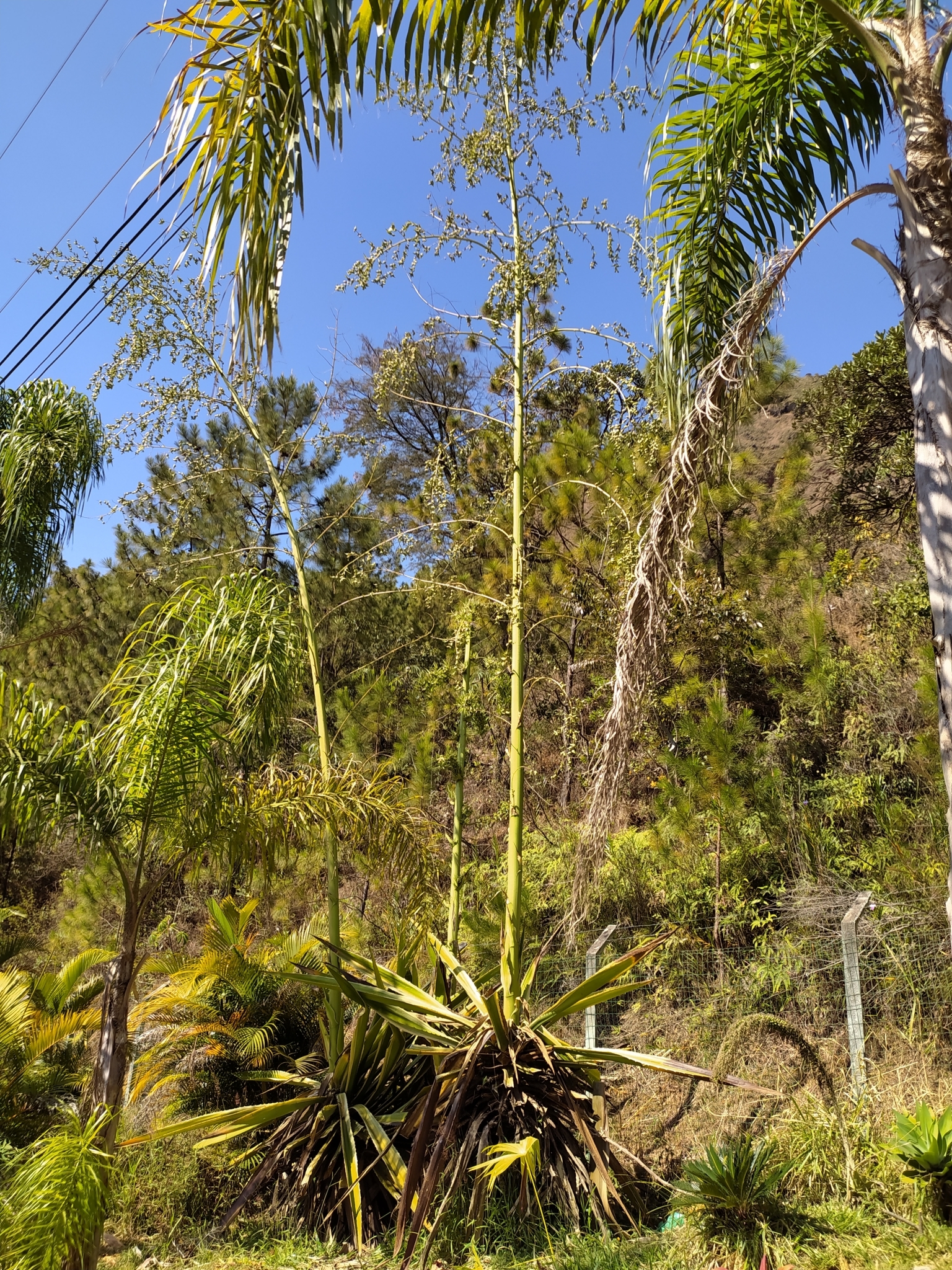 Photo of Mauritius hemp (8/9)