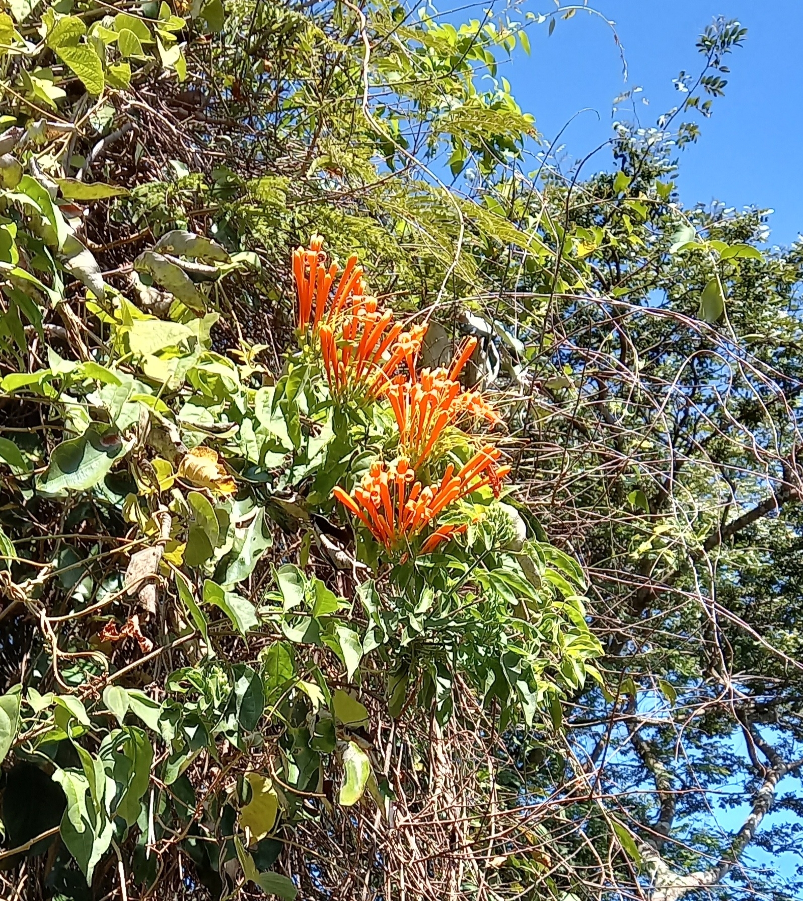 Photo of Flame vine (7/12)