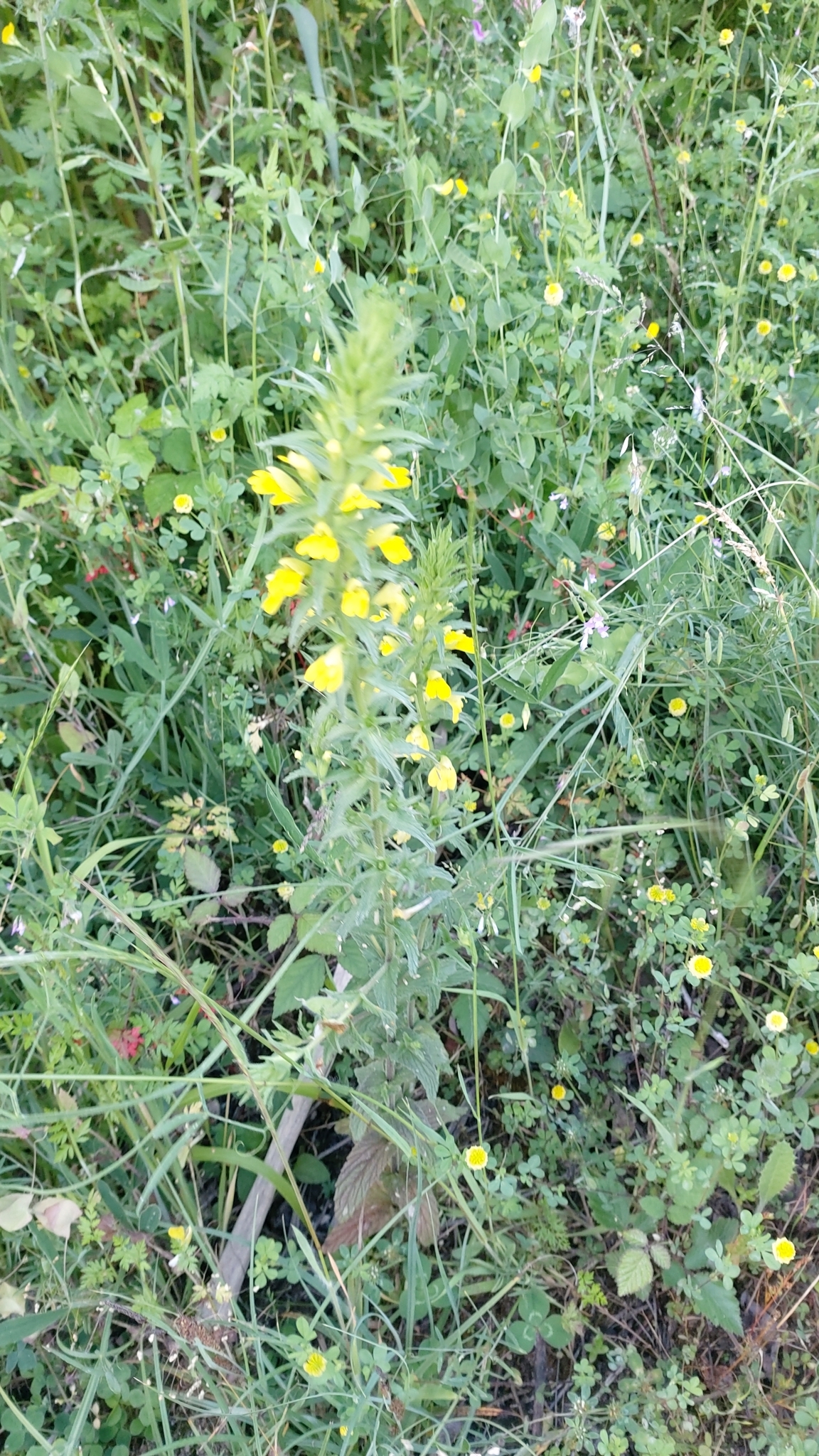 Photo of Yellow Glandweed (11/12)