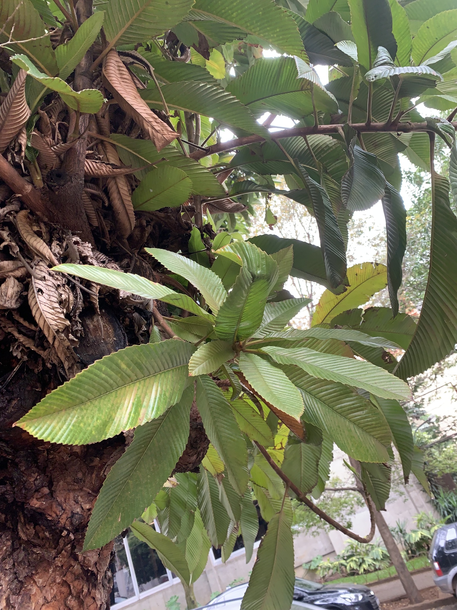 Photo of elephant apple (5/10)