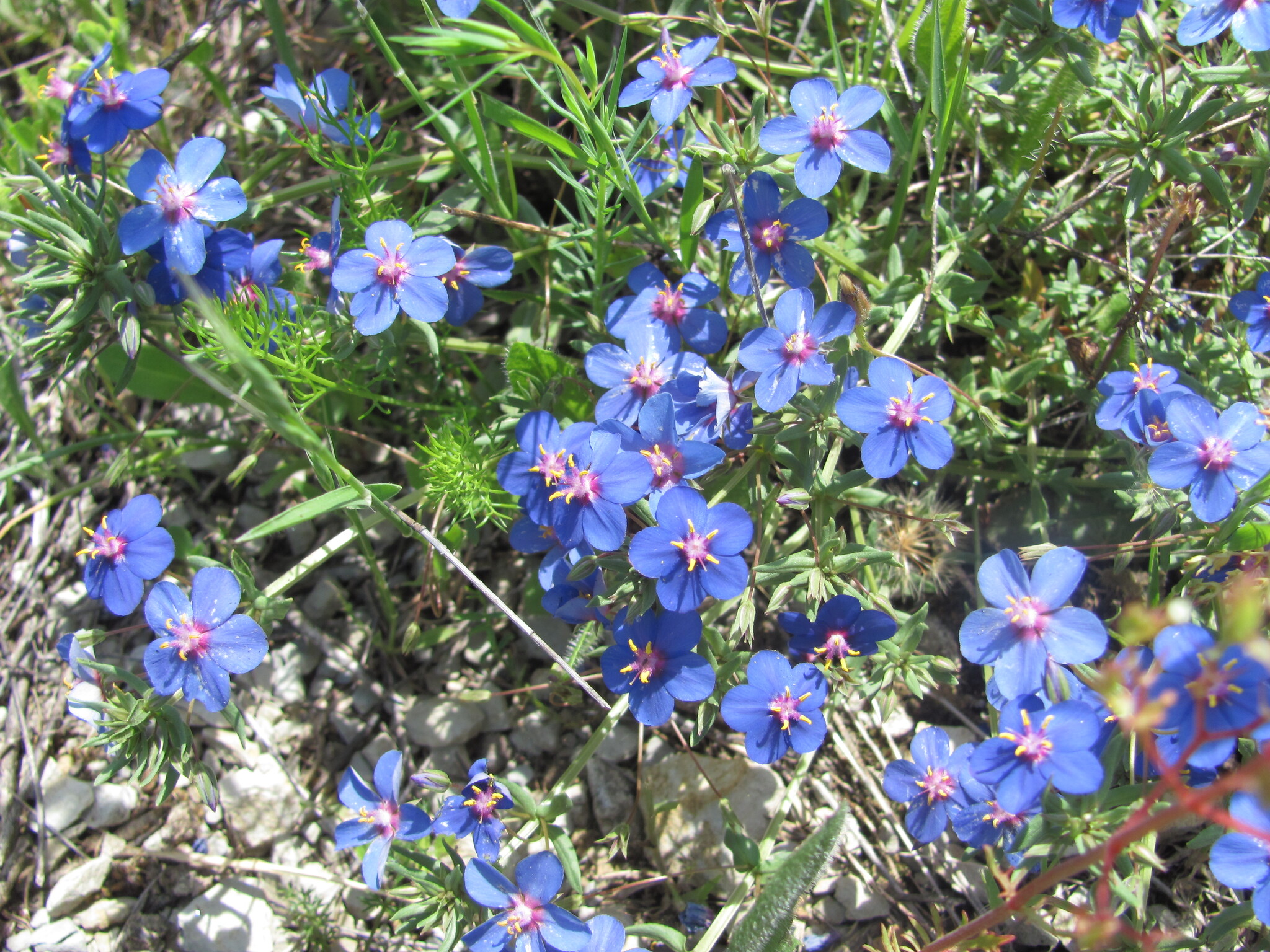Photo of Flax-leaved Blue Pimpernel (8/12)