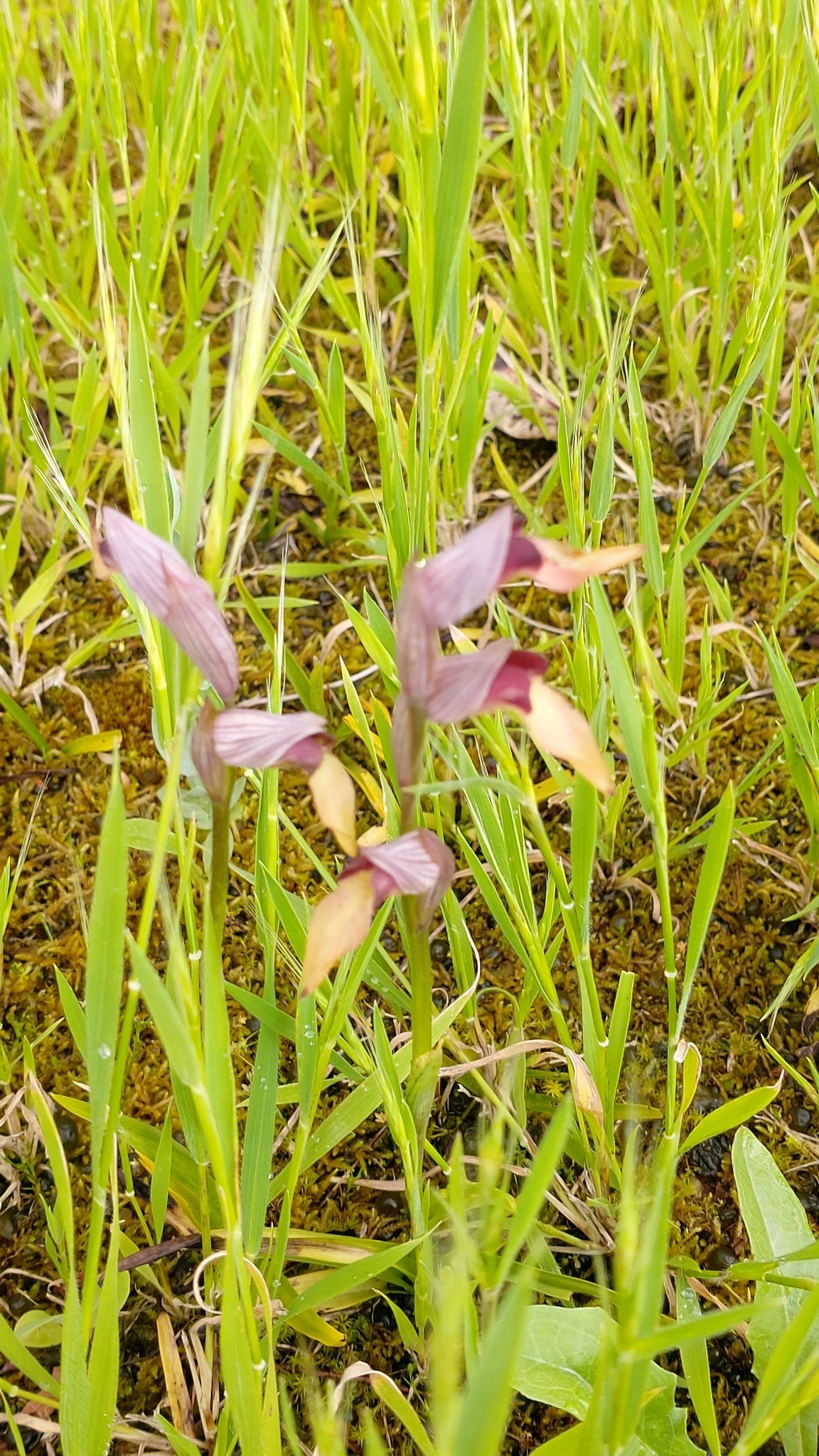 Photo of Tongue Orchid (12/12)
