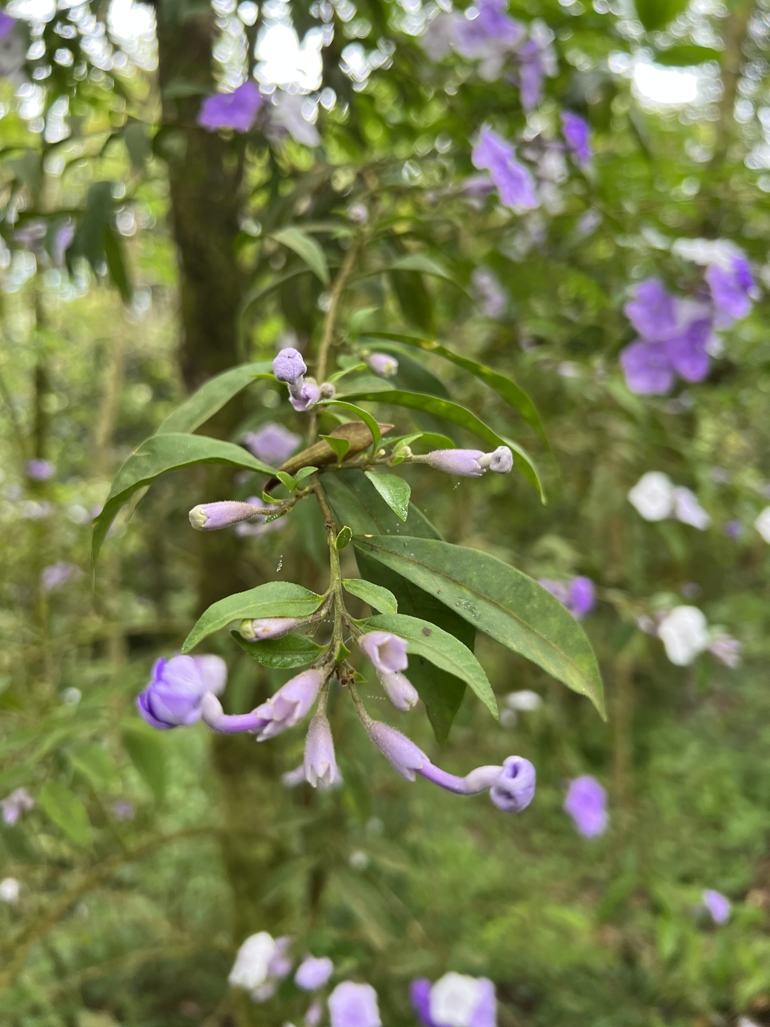 Photo of Angiospermae (5/8)