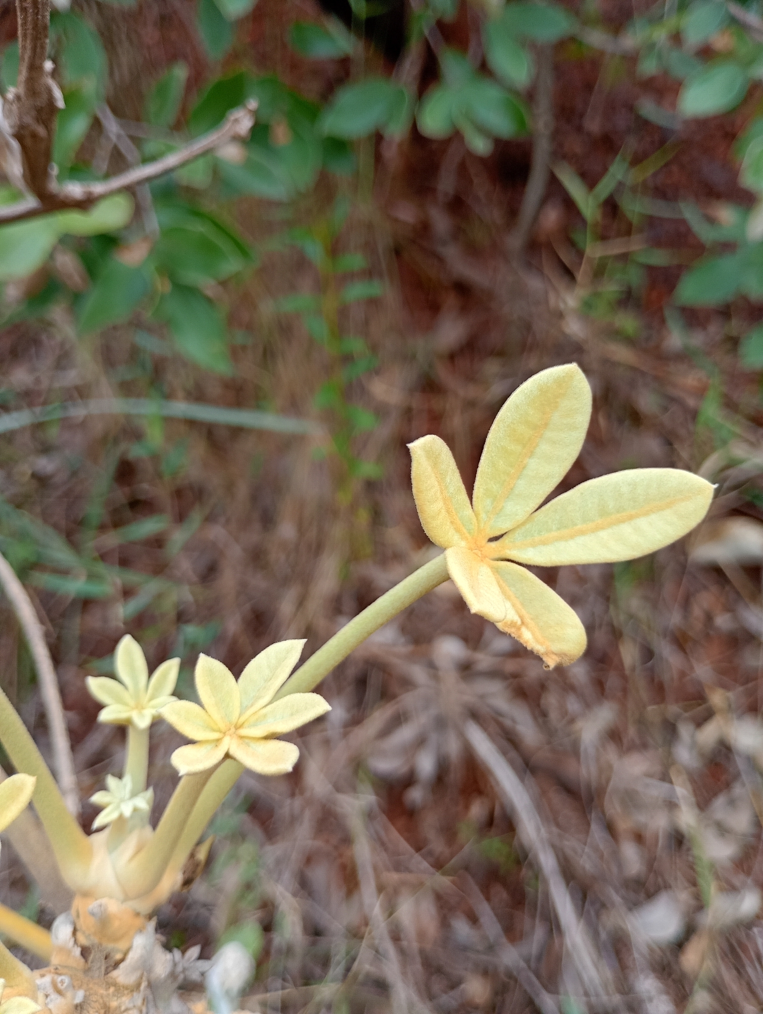 Photo of Plantae (2/5)