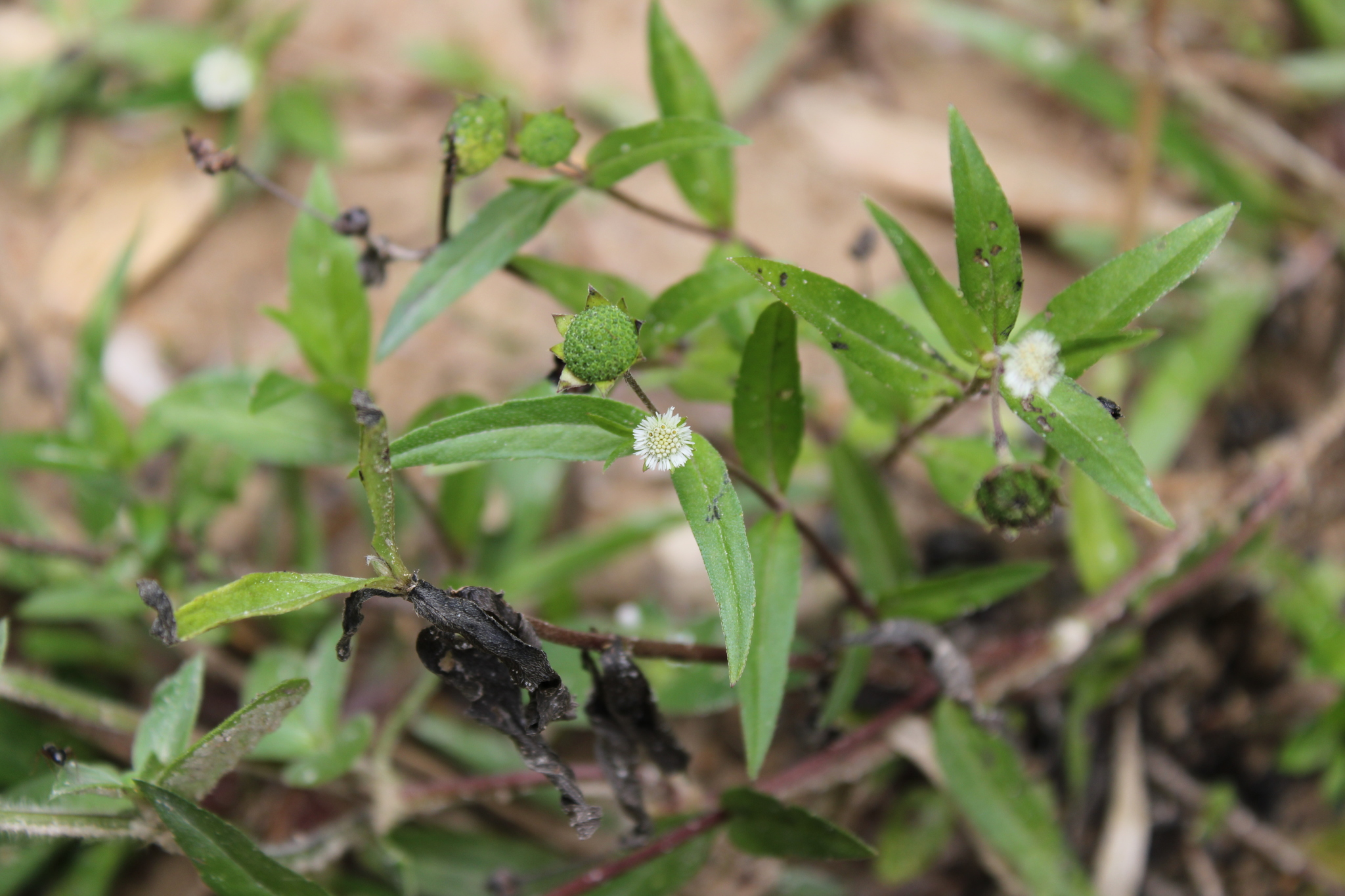 Photo of False Daisy (7/8)