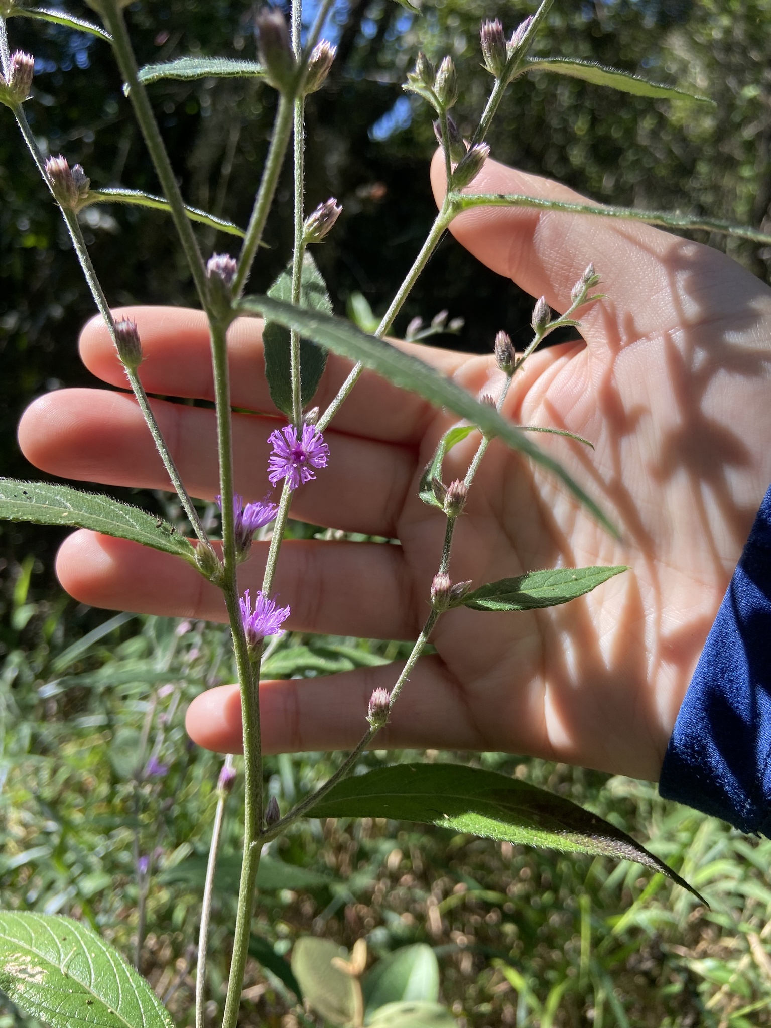Photo of Lepidaploa aurea (2/9)