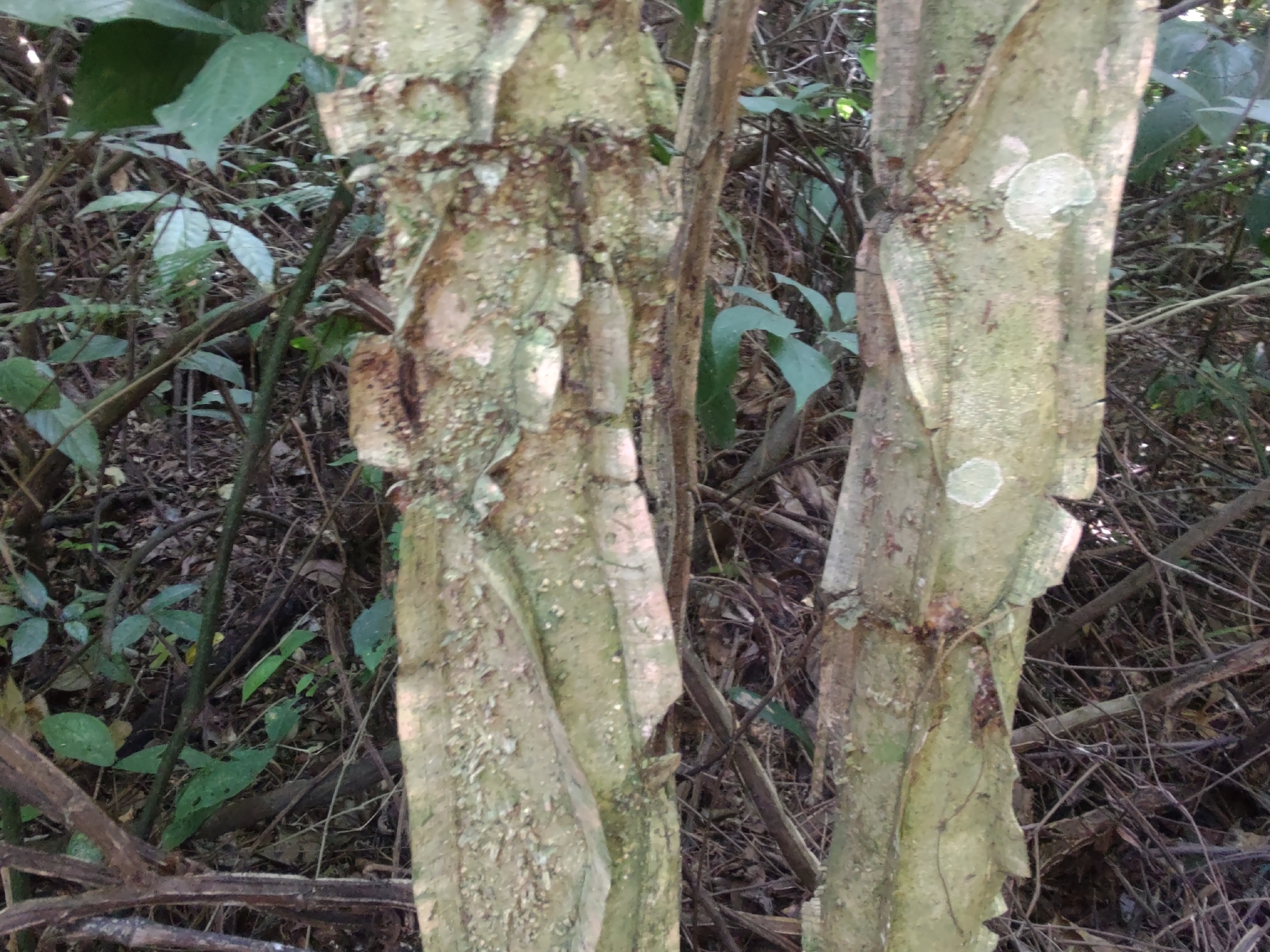 Photo of Piptadenia gonoacantha (2/7)