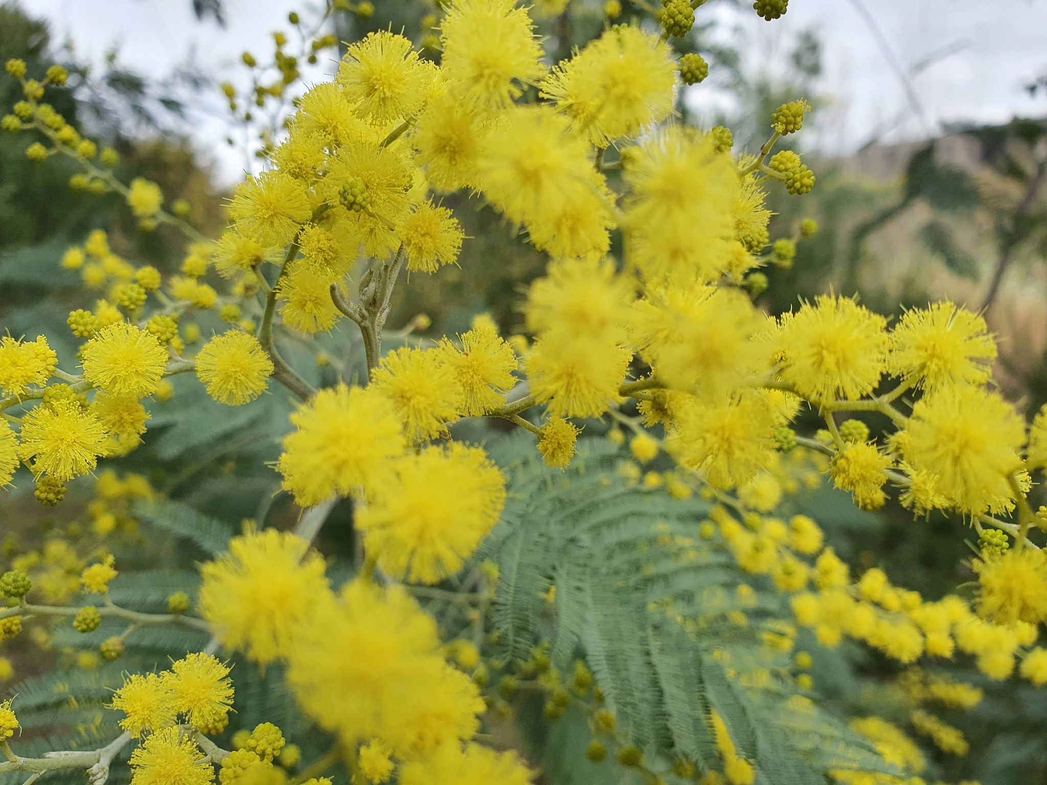 Photo of Silver wattle (4/12)