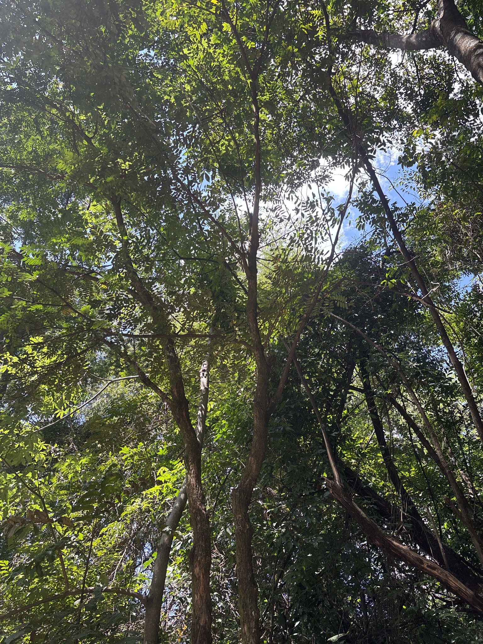 Photo of Platypodium elegans (5/12)