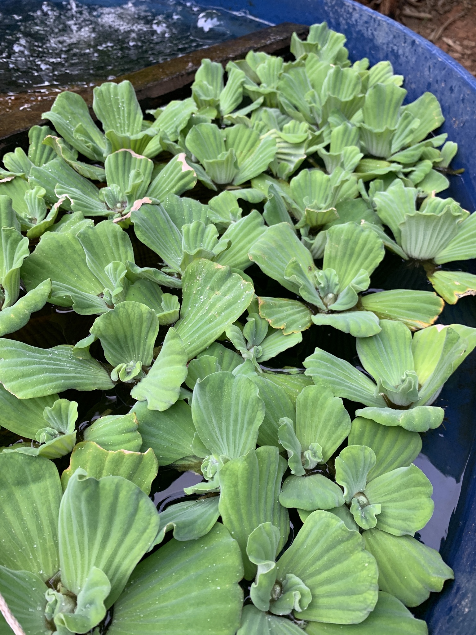 Photo of Water Lettuce (6/7)