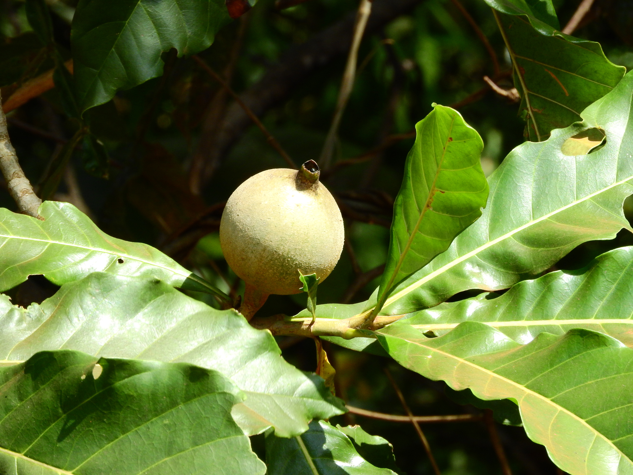 Photo of Genipap Tree (4/6)