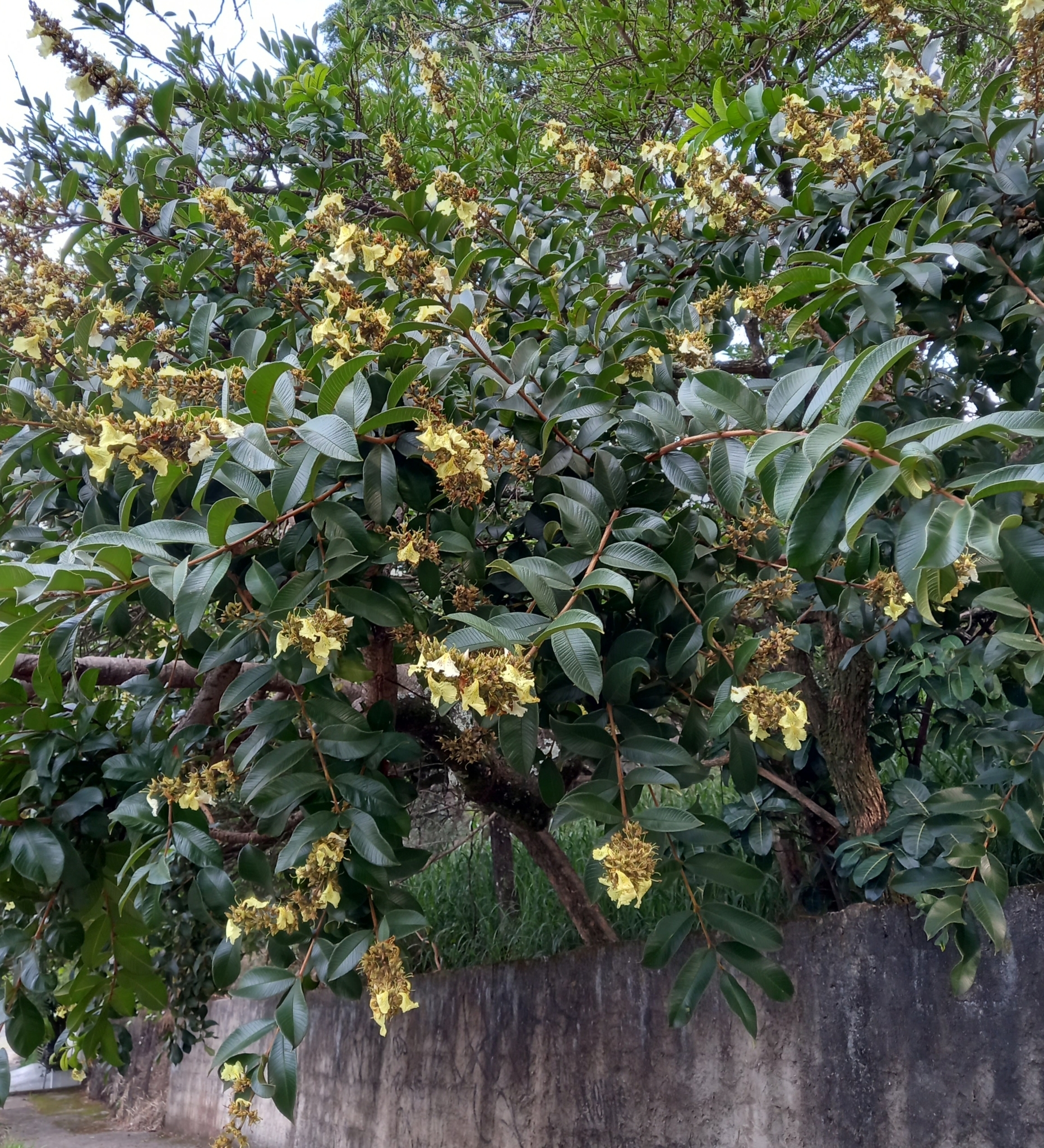Photo of Qualea multiflora (1/12)