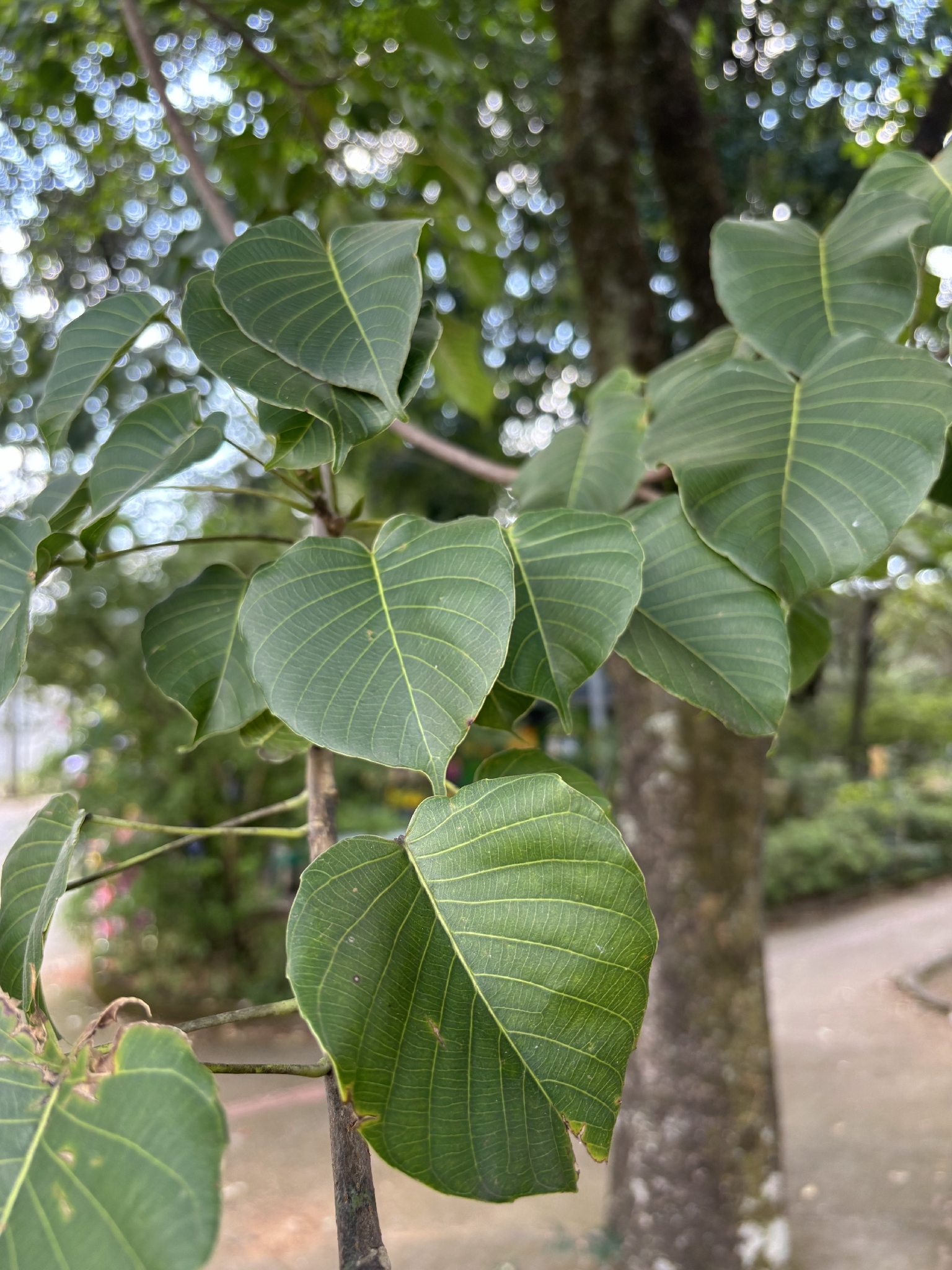 Photo of Sandbox Tree (3/6)