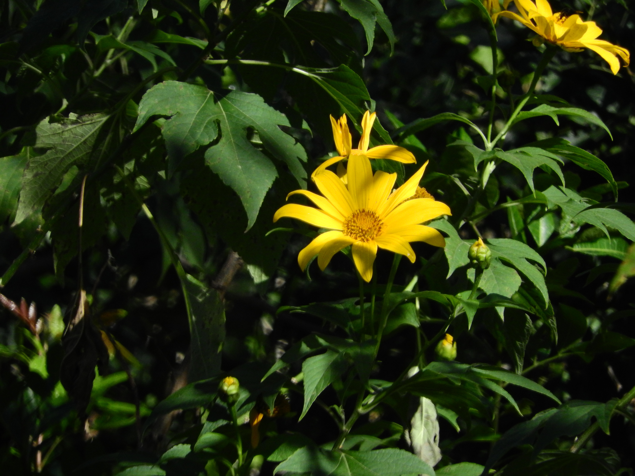 Photo of Mexican sunflower (9/9)