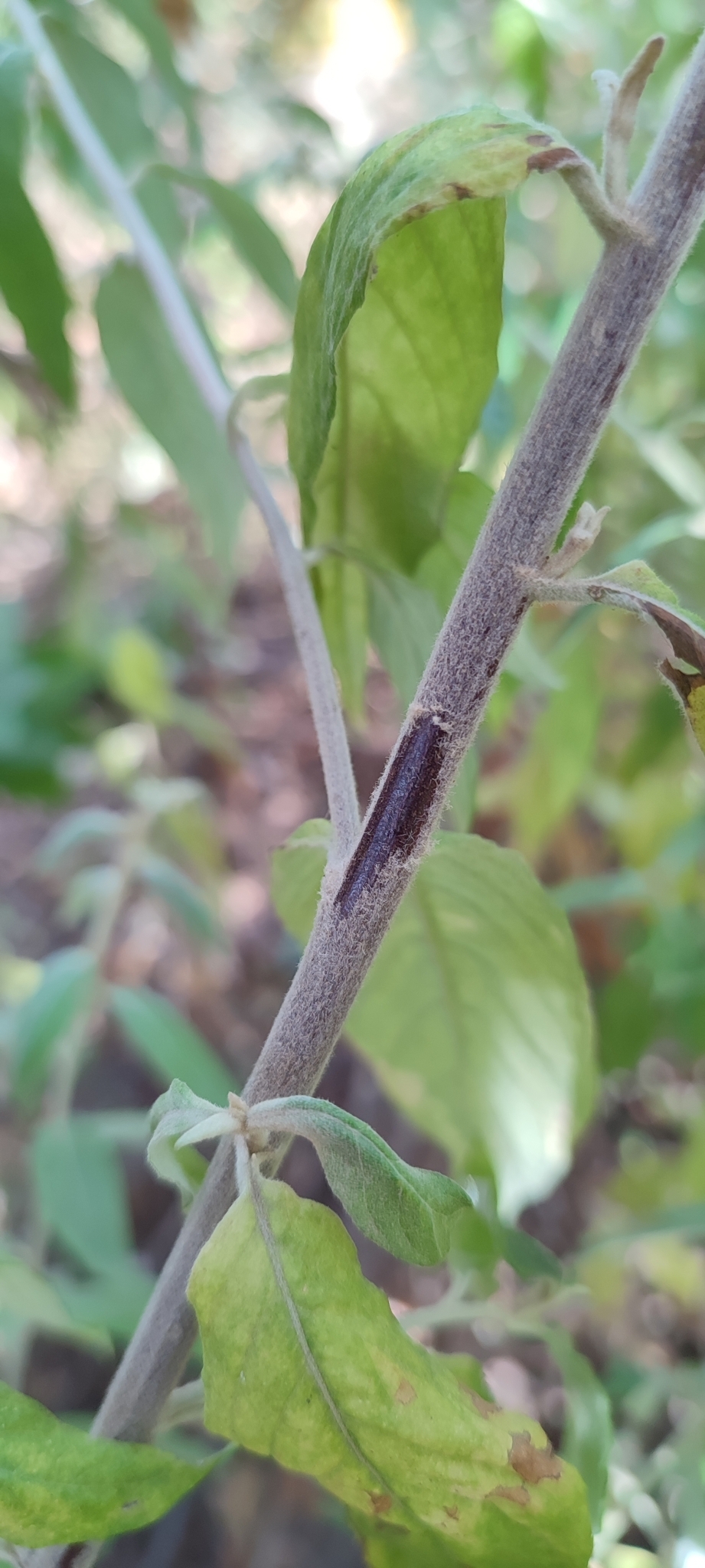 Photo of Lepidaploa chamissonis (9/12)