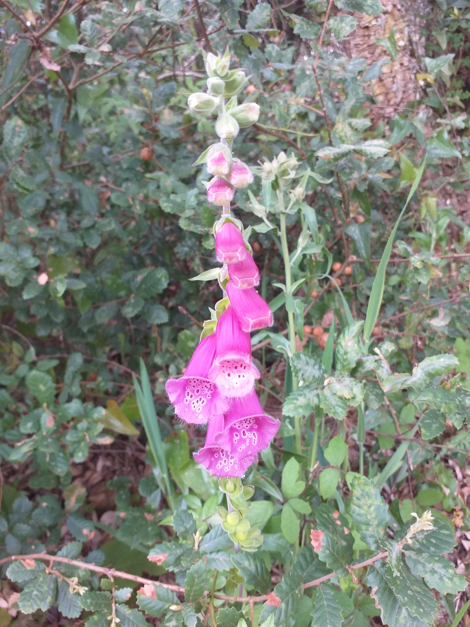 Photo of purple foxglove (7/12)