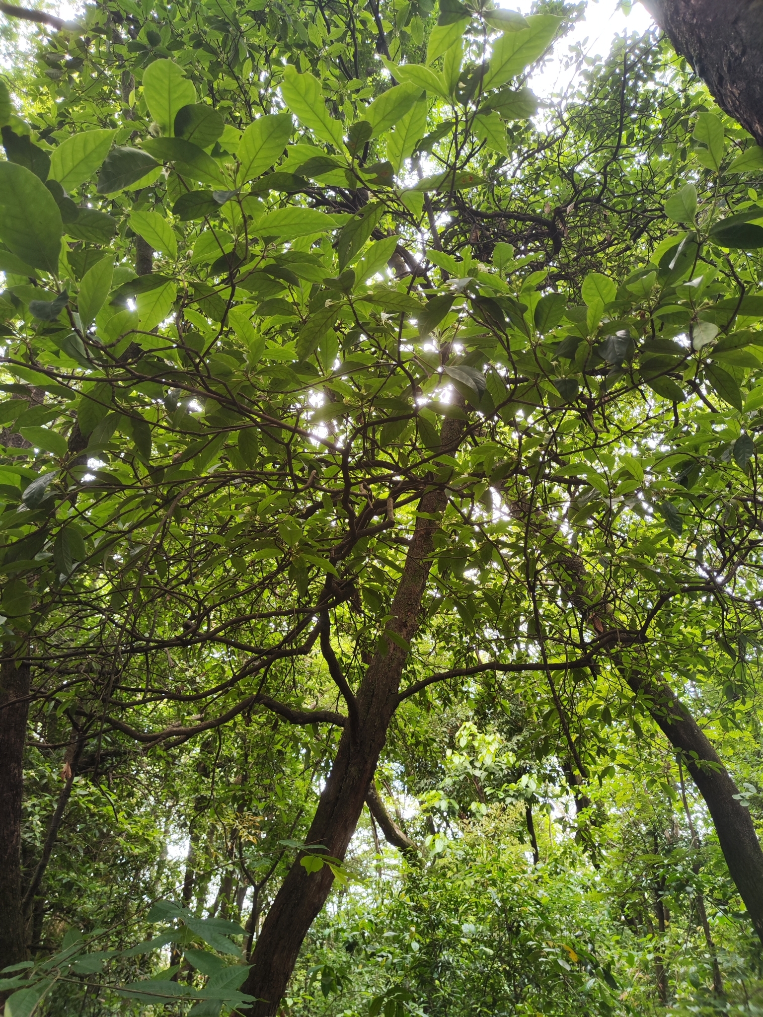 Photo of Rubiaceae (6/7)