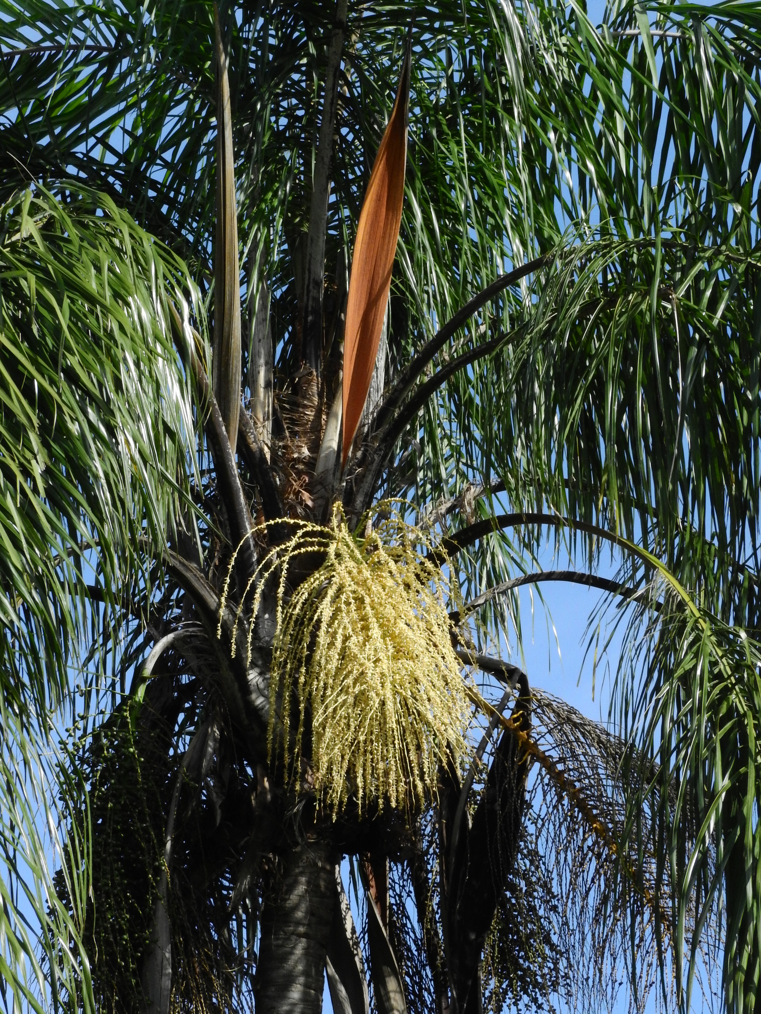 Photo of Arecaceae (4/6)