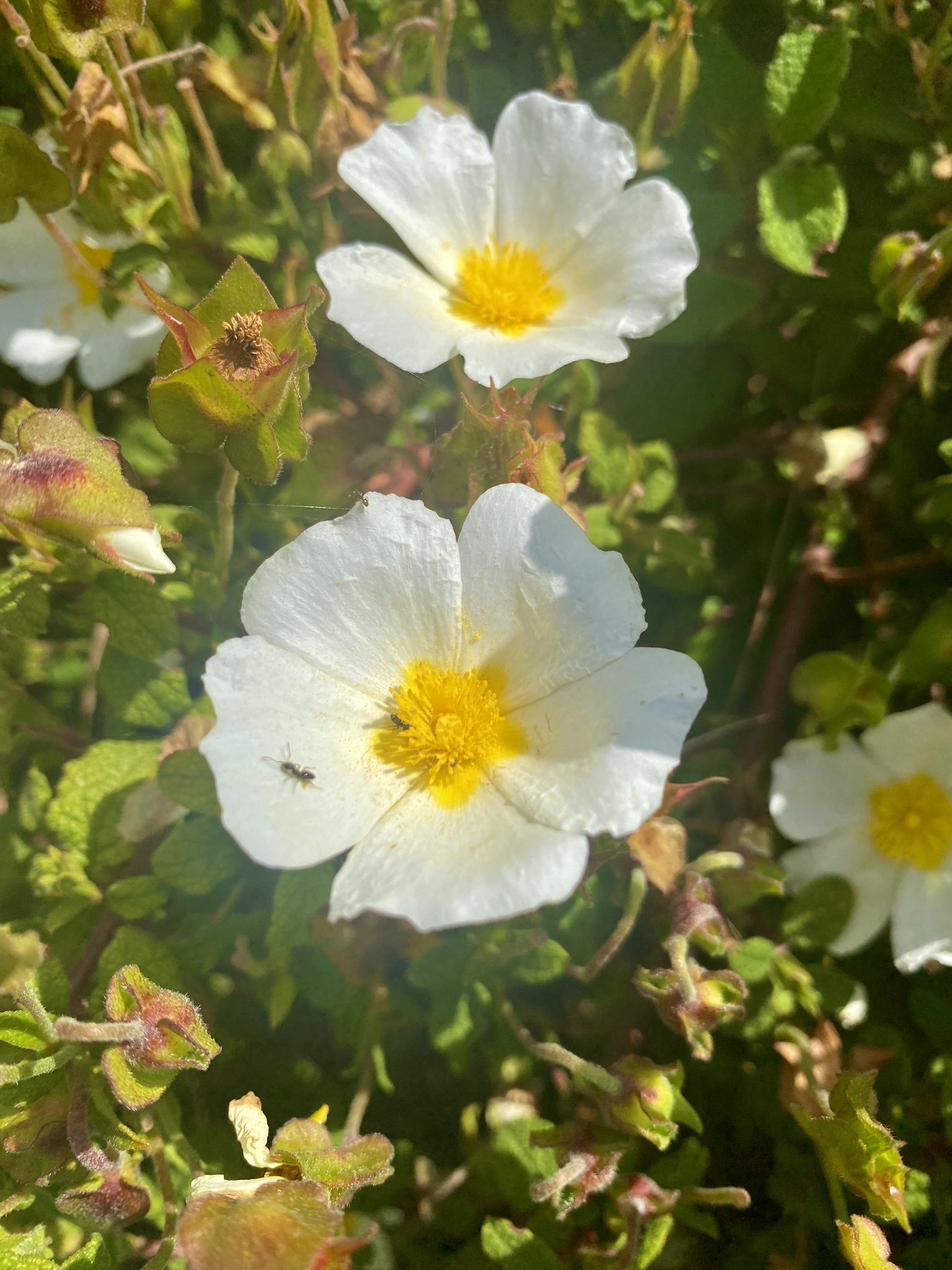 Photo of Sage-leaved Rock-rose (12/12)