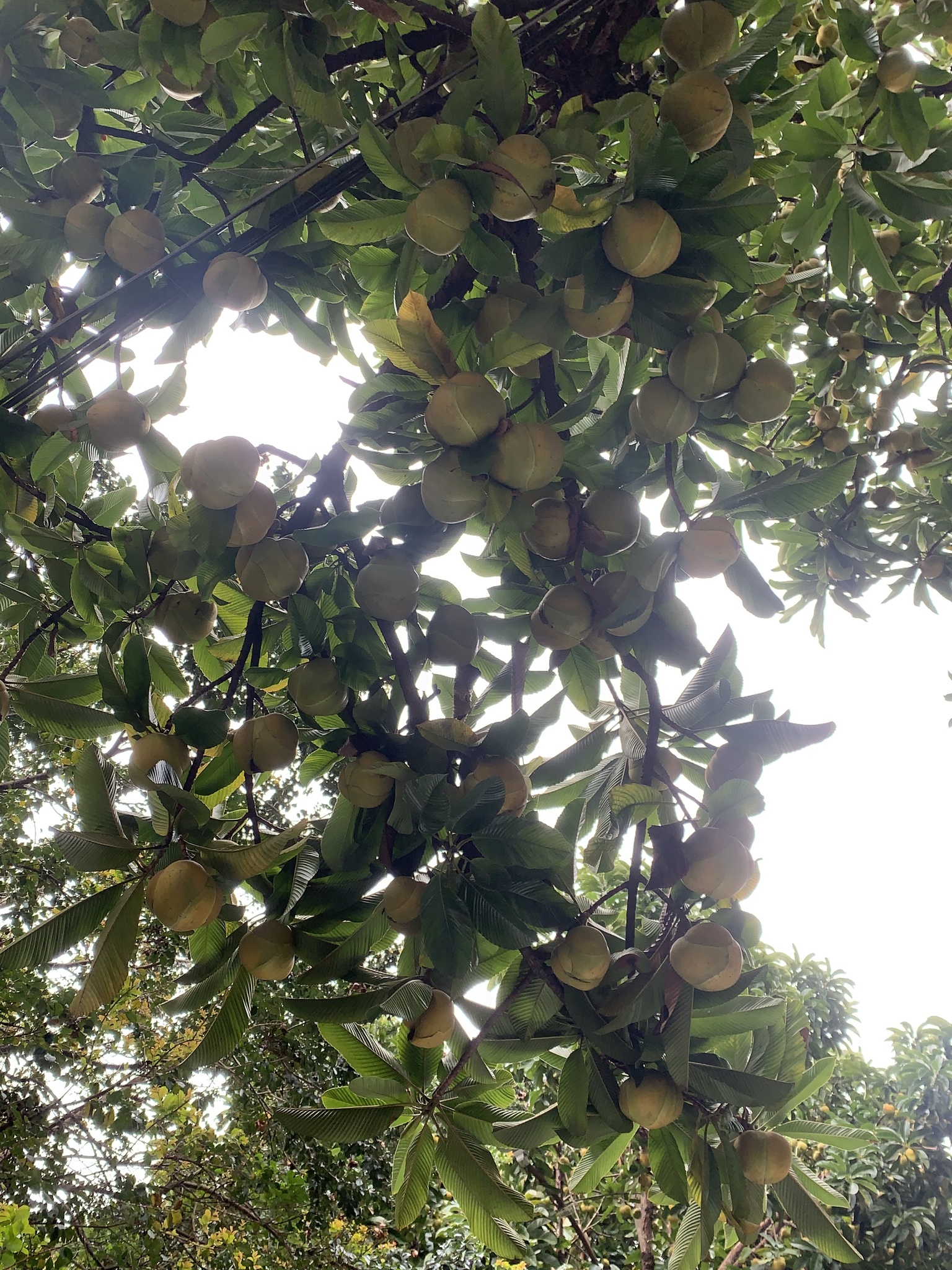 Photo of elephant apple (6/10)