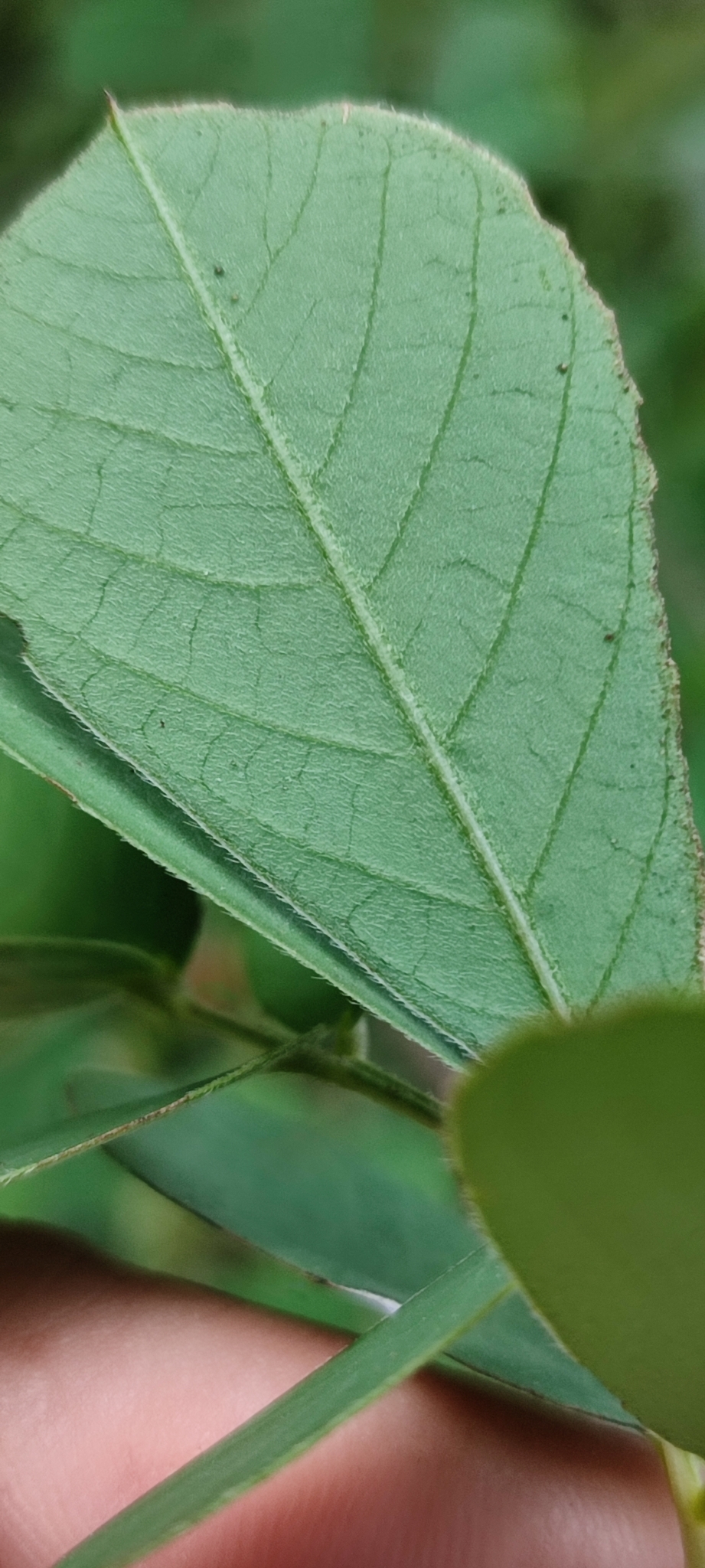 Photo of American Sicklepod (12/12)