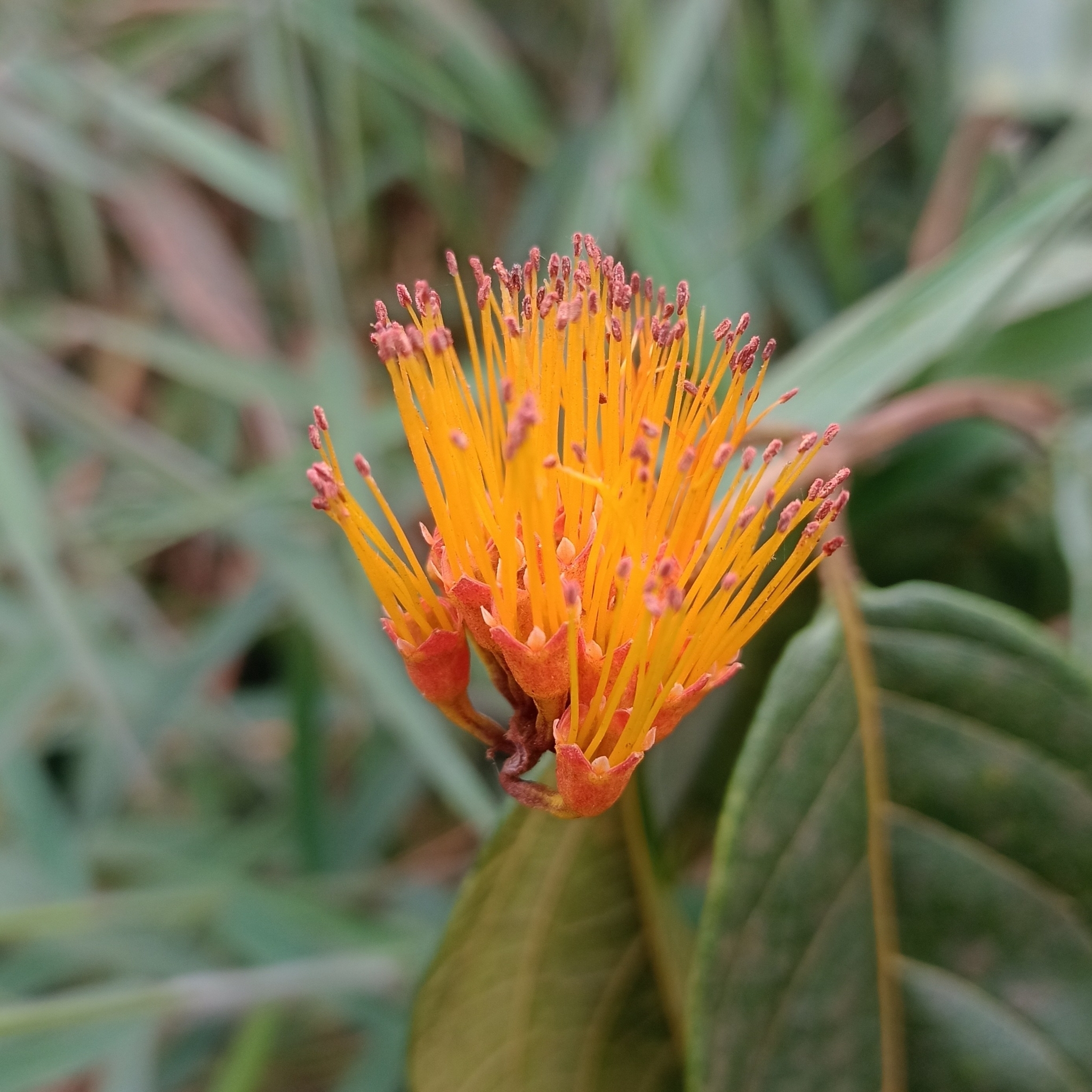 Photo of Combretum fruticosum (6/9)