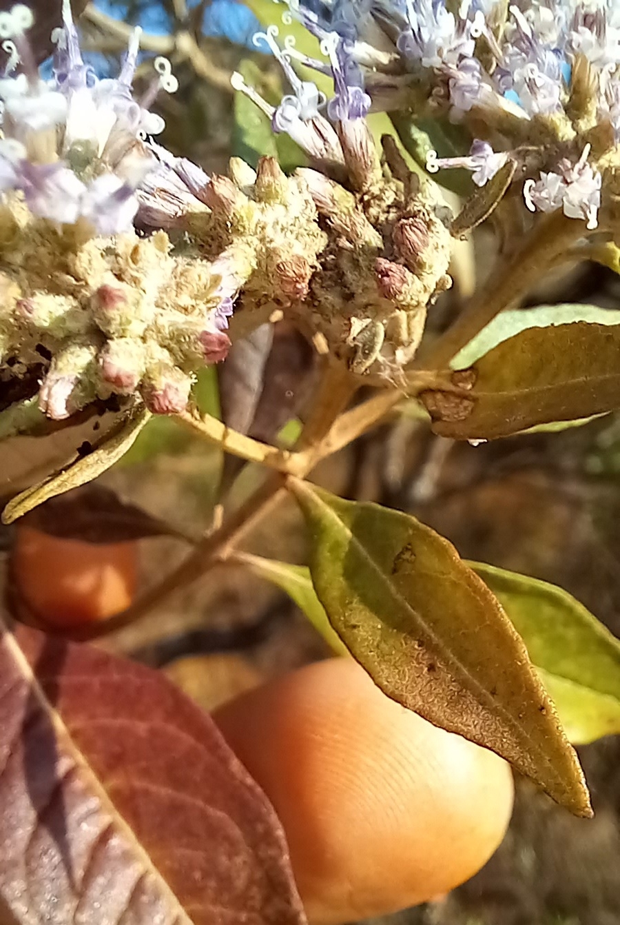 Photo of Asteraceae (3/5)