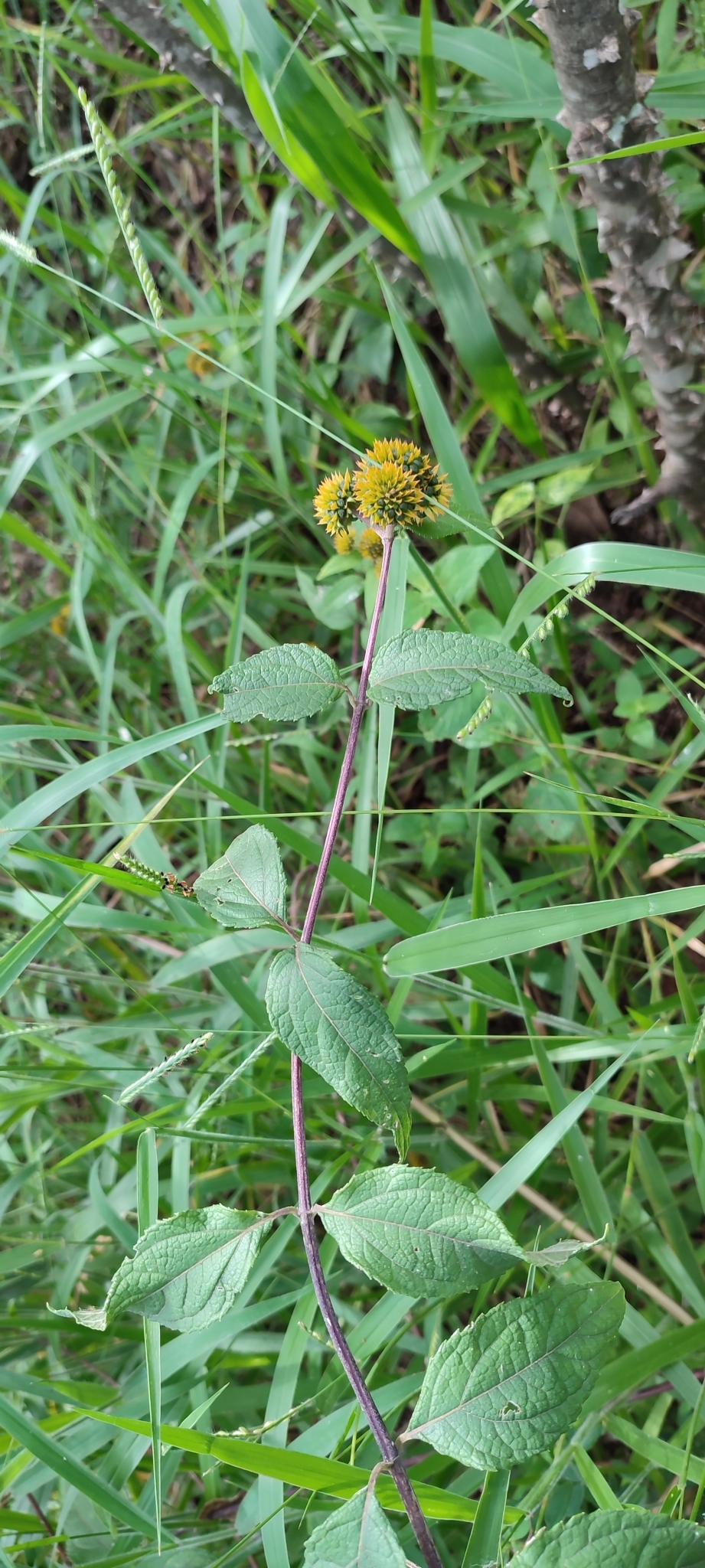 Photo of Tilesia baccata (12/12)