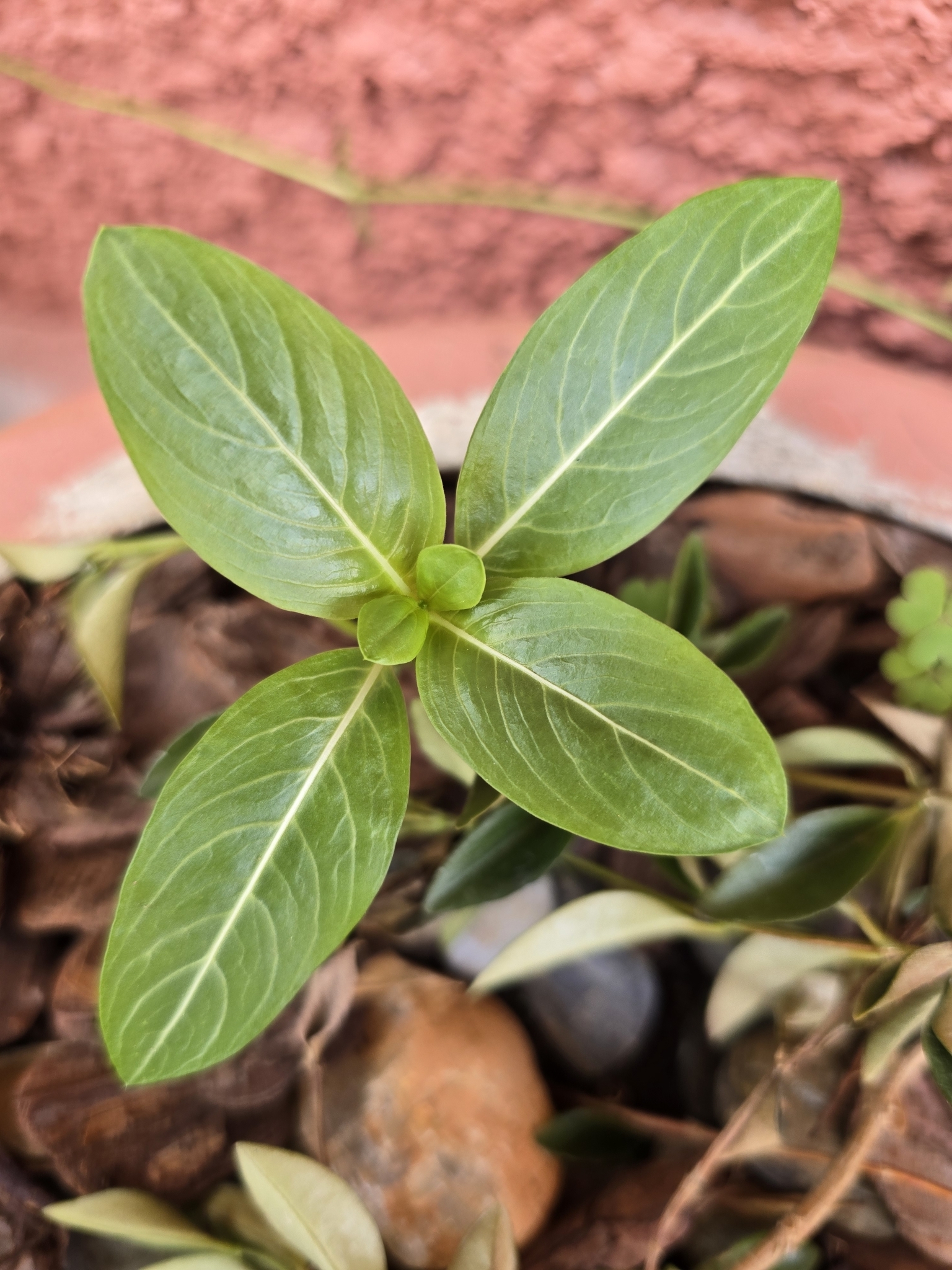 Photo of Madagascar Periwinkle (3/12)