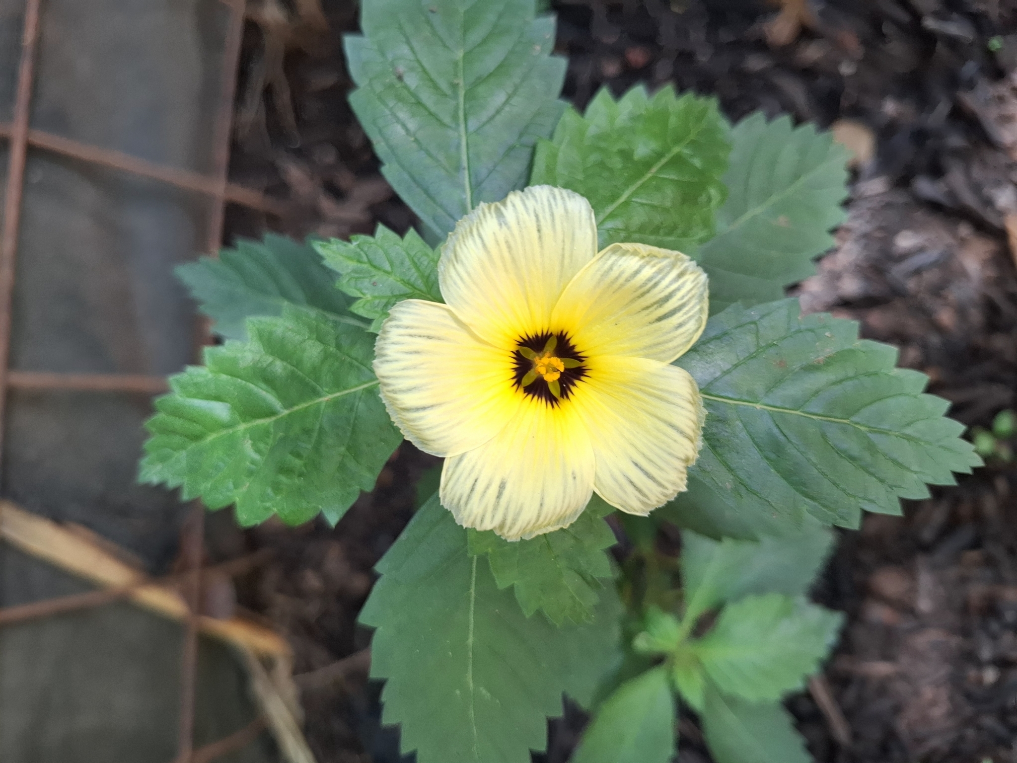 Photo of Cuban Buttercup (2/12)
