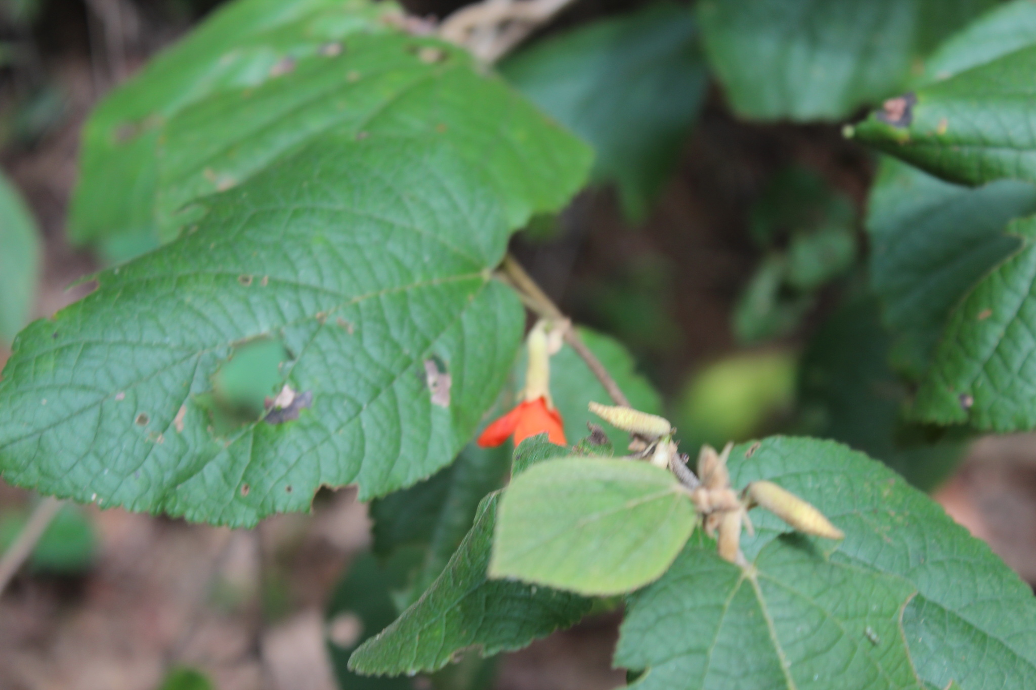 Photo of Angiospermae (4/6)