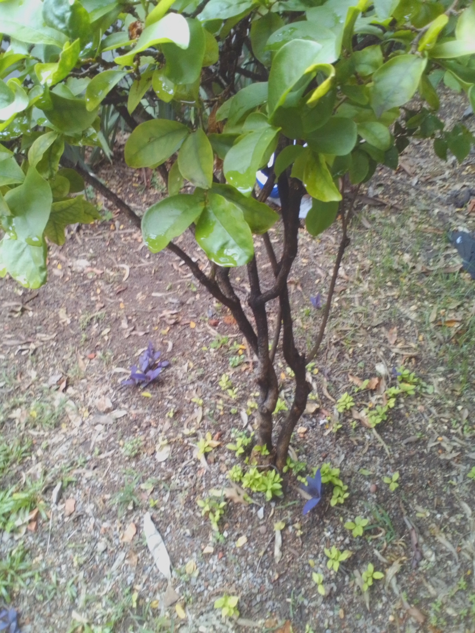 Photo of Brazil raintree (1/8)