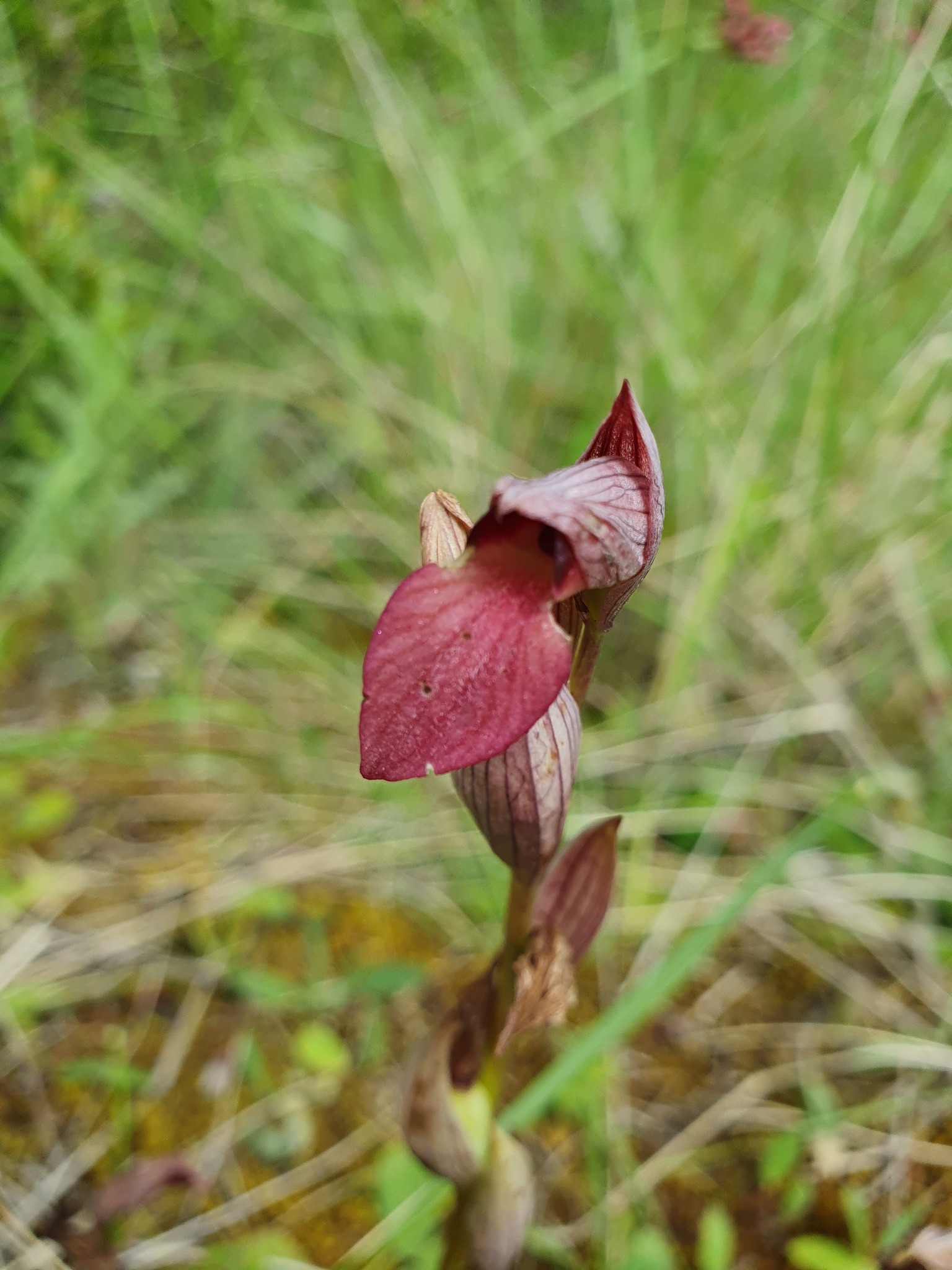 Photo of Tongue Orchid (2/12)