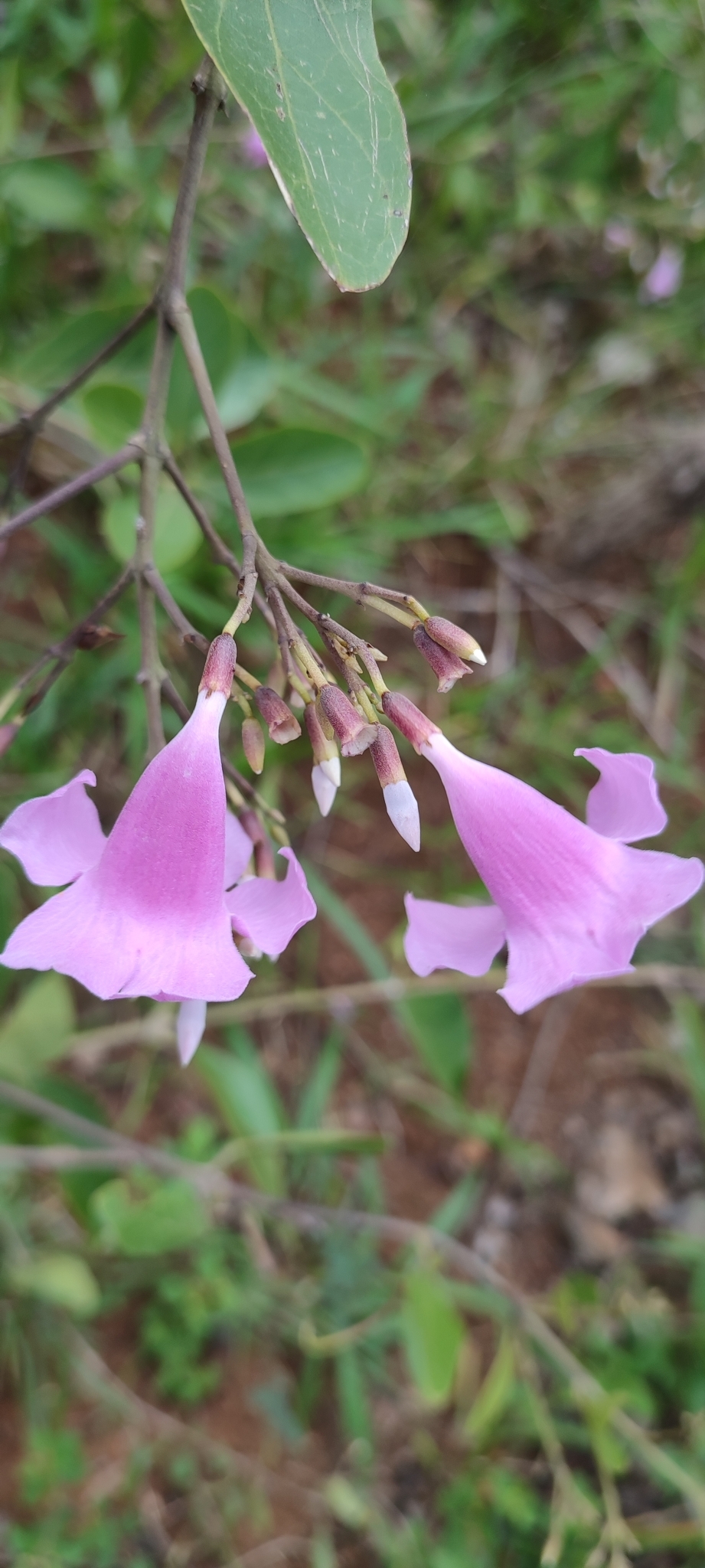 Photo of Cuspidaria pulchra (1/12)
