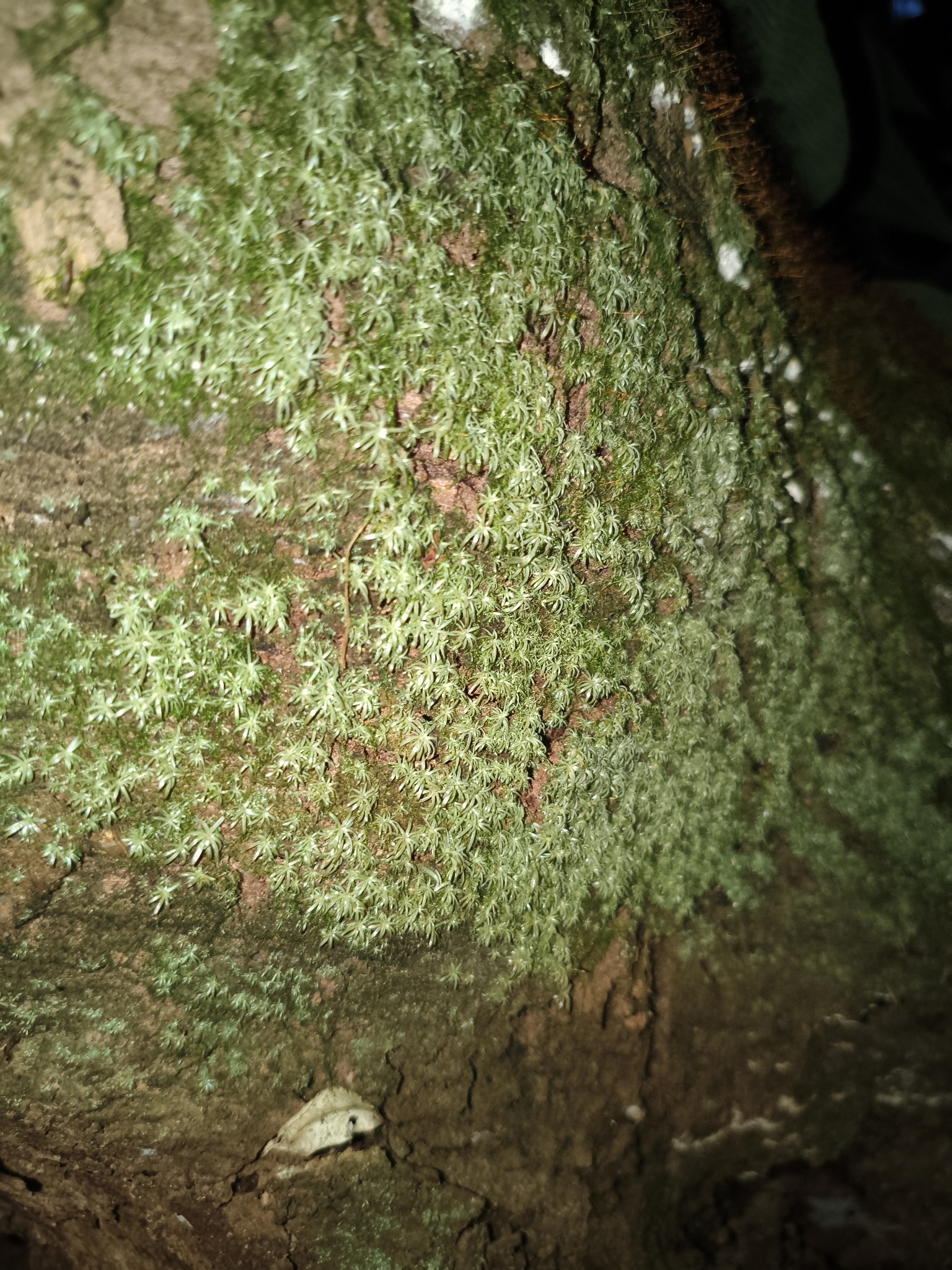 Photo of Dicranales (1/7)