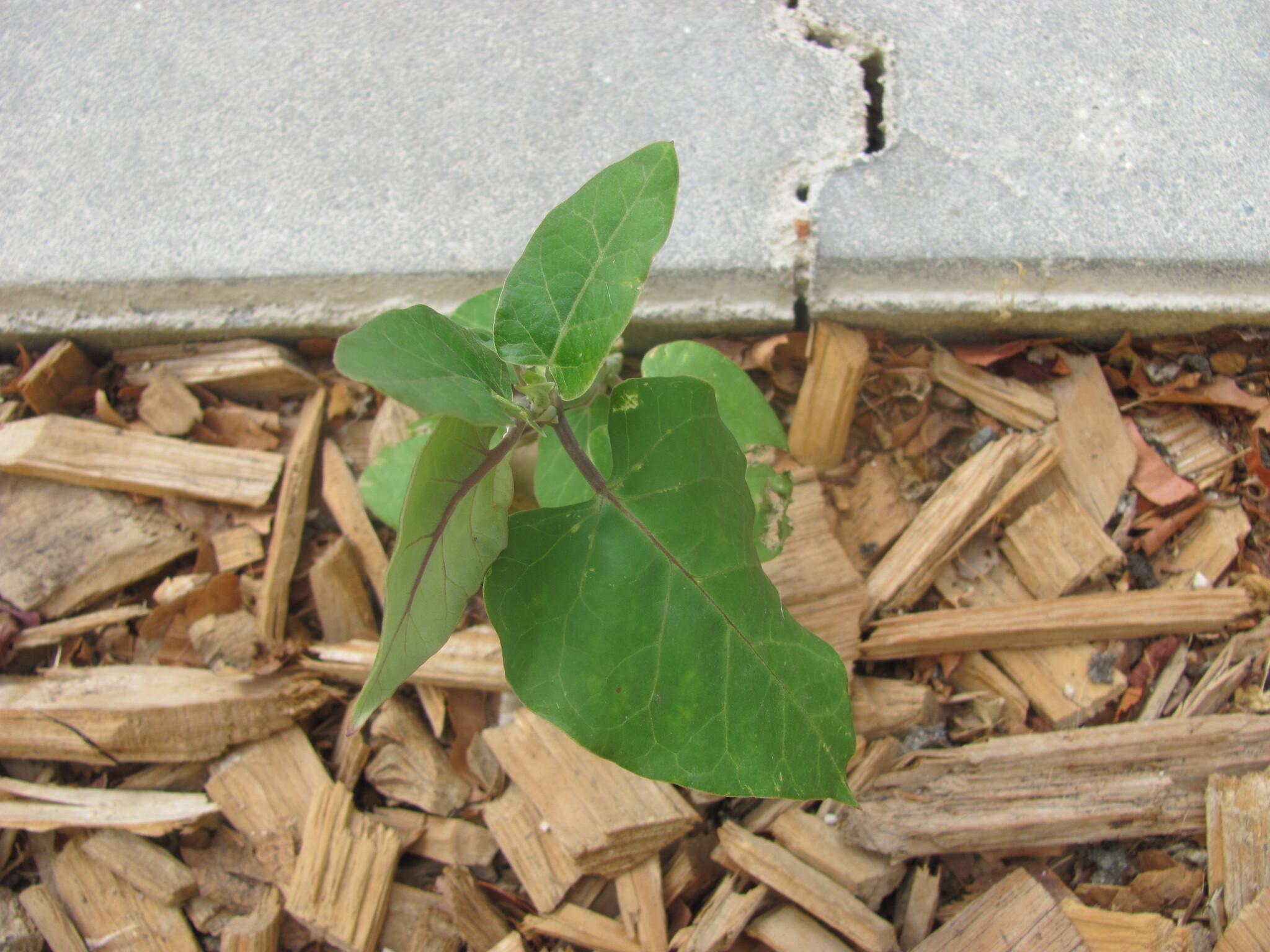 Photo of black nightshade (4/12)