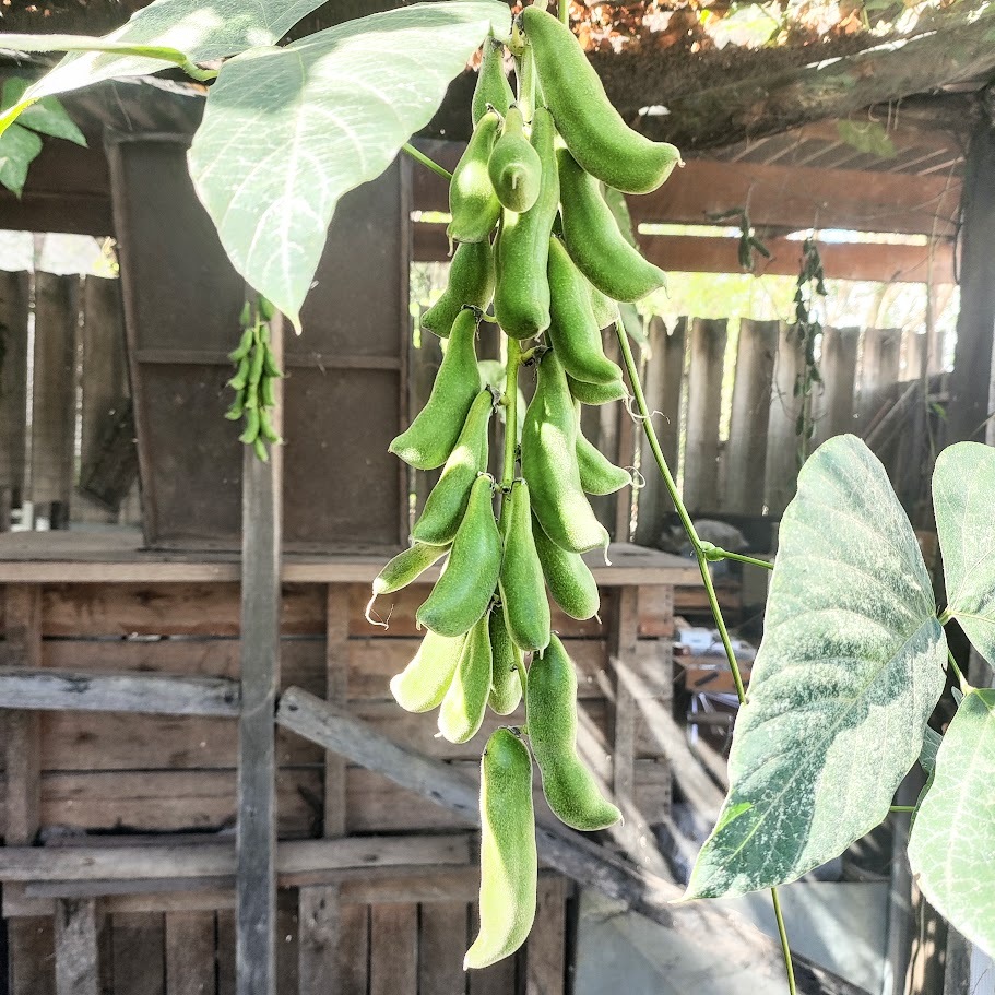 Photo of Velvet bean (3/7)