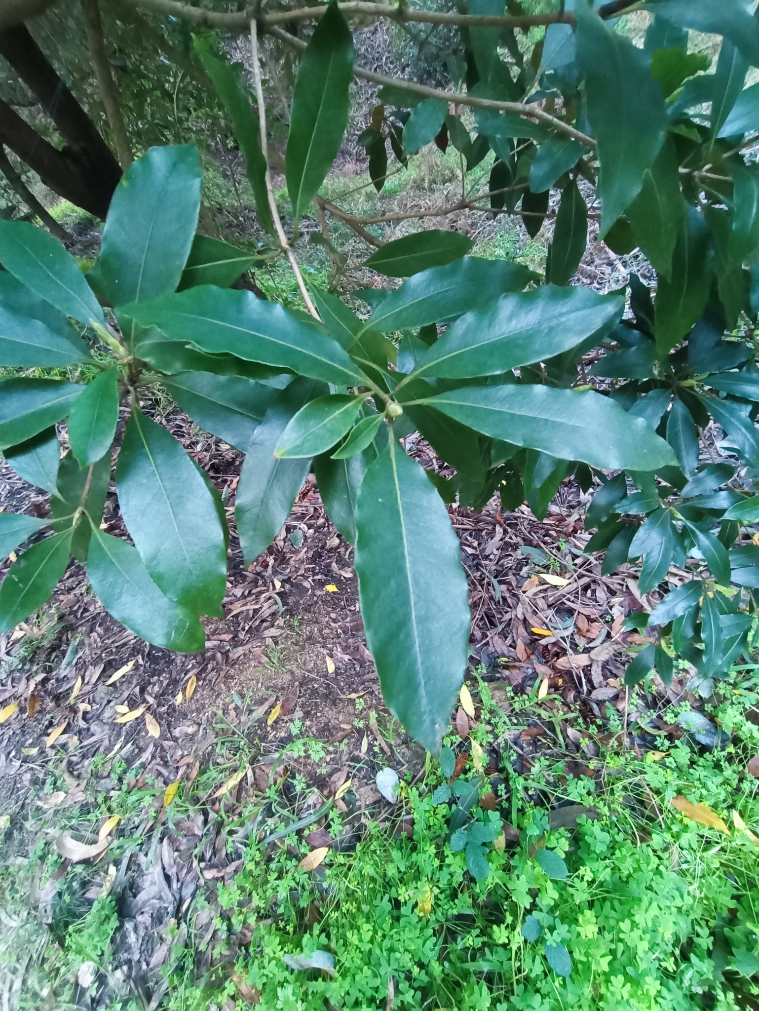Photo of Australian Cheesewood (12/12)