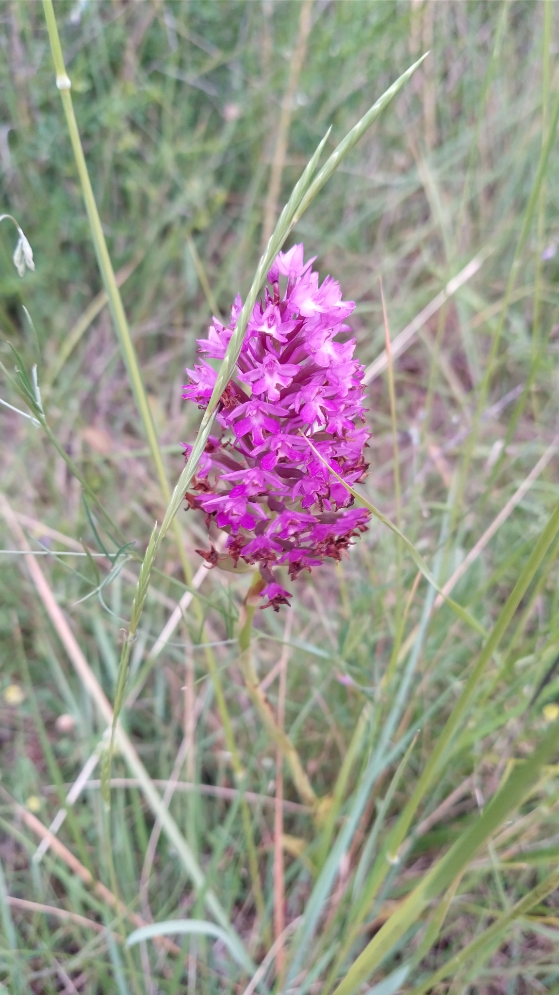 Photo of pyramidal orchid (2/12)