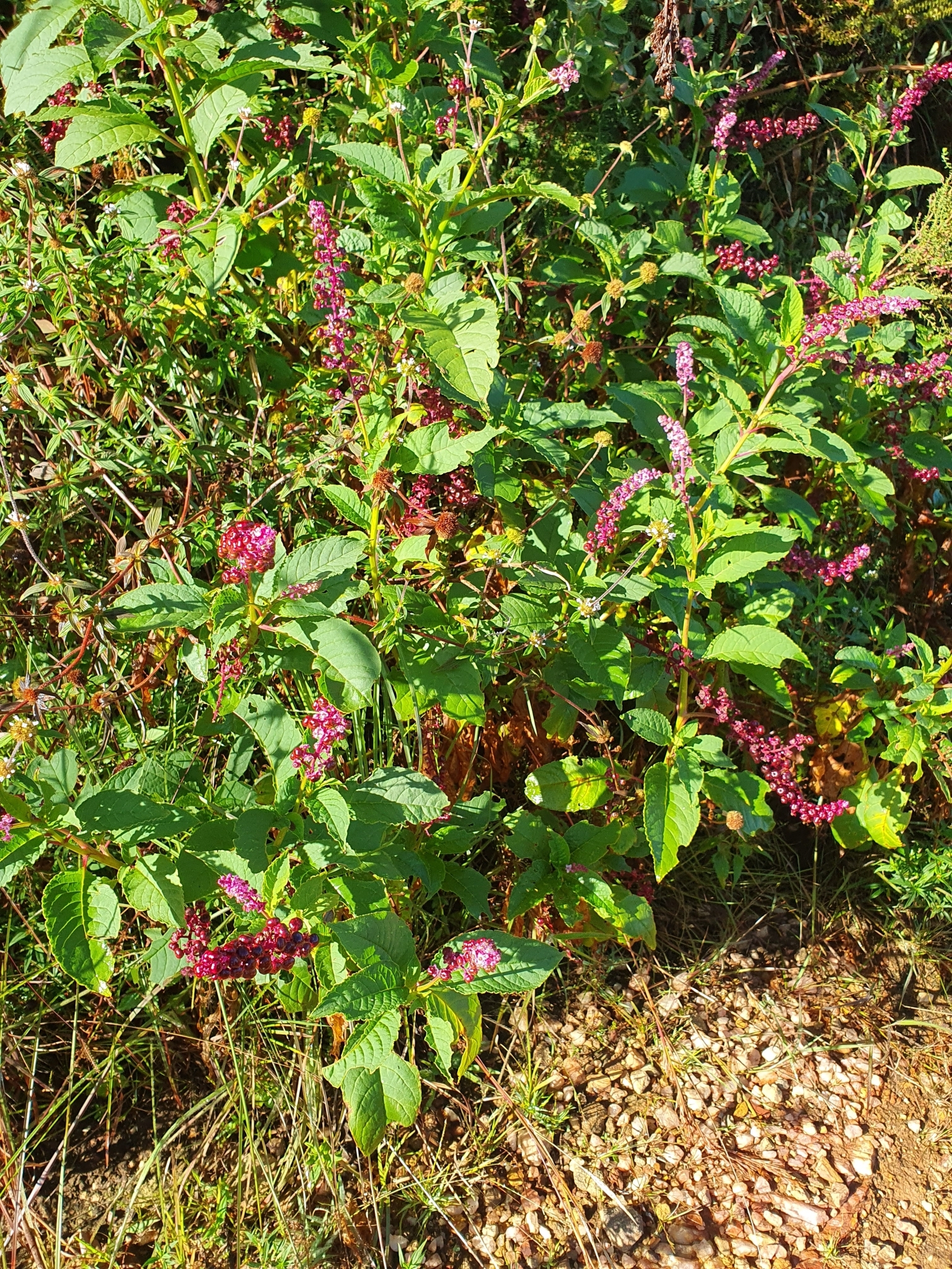 Photo of Brazilian Pokeweed (7/12)