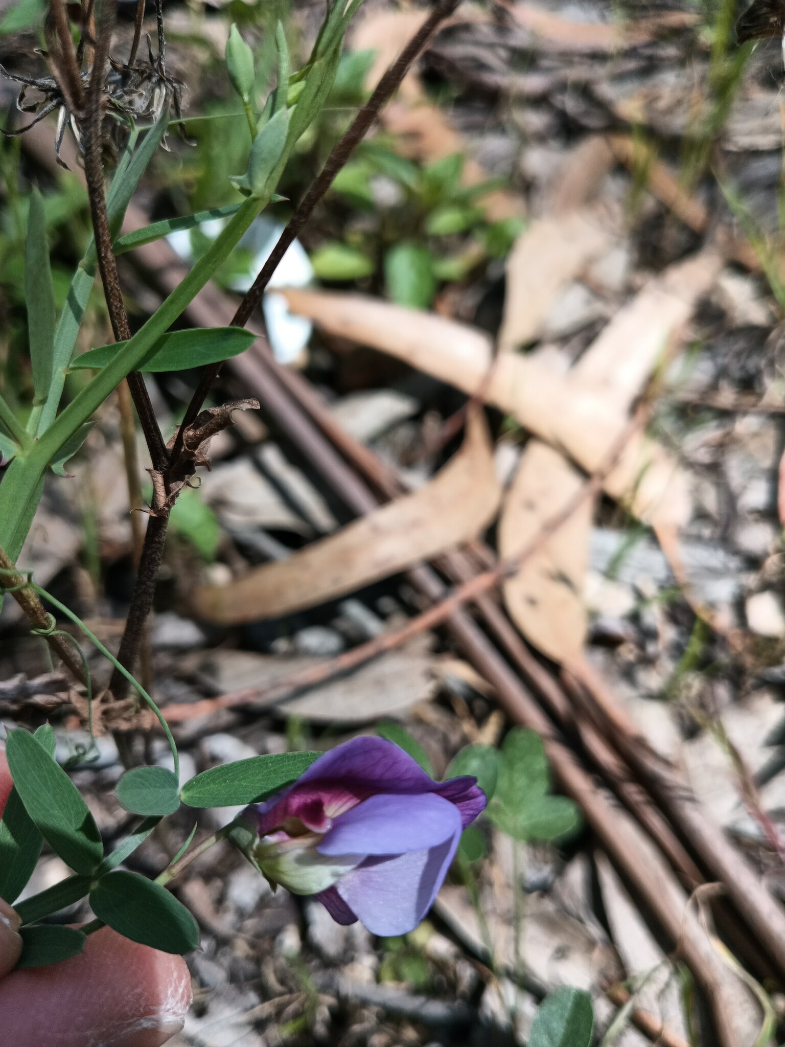 Photo of Crimson Pea (12/12)