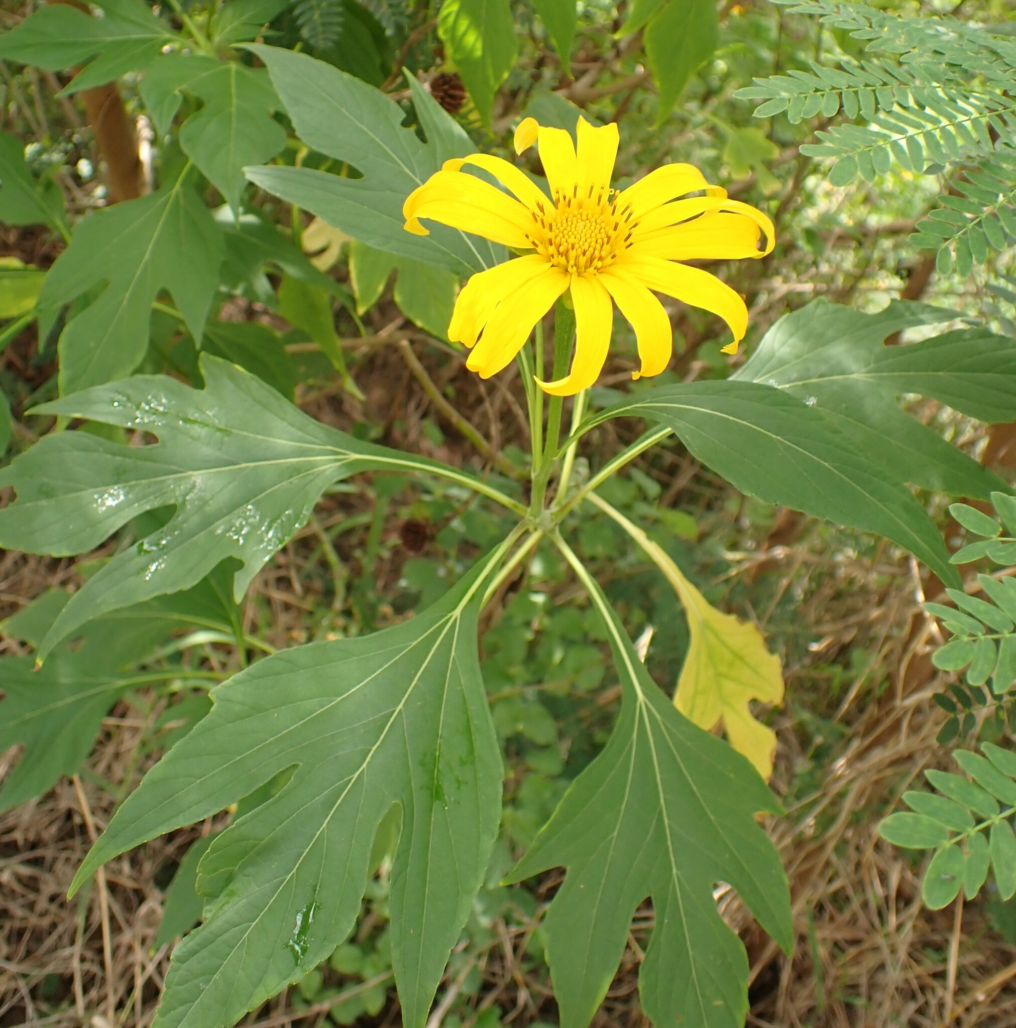 Photo of Mexican sunflower (2/9)