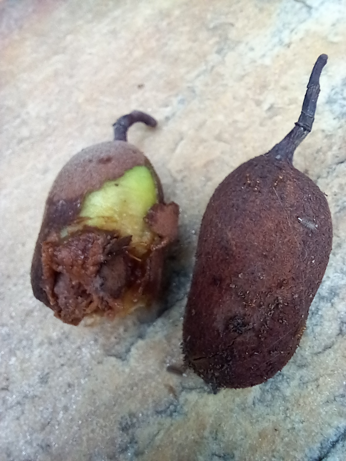 Photo of Tamarind (4/6)