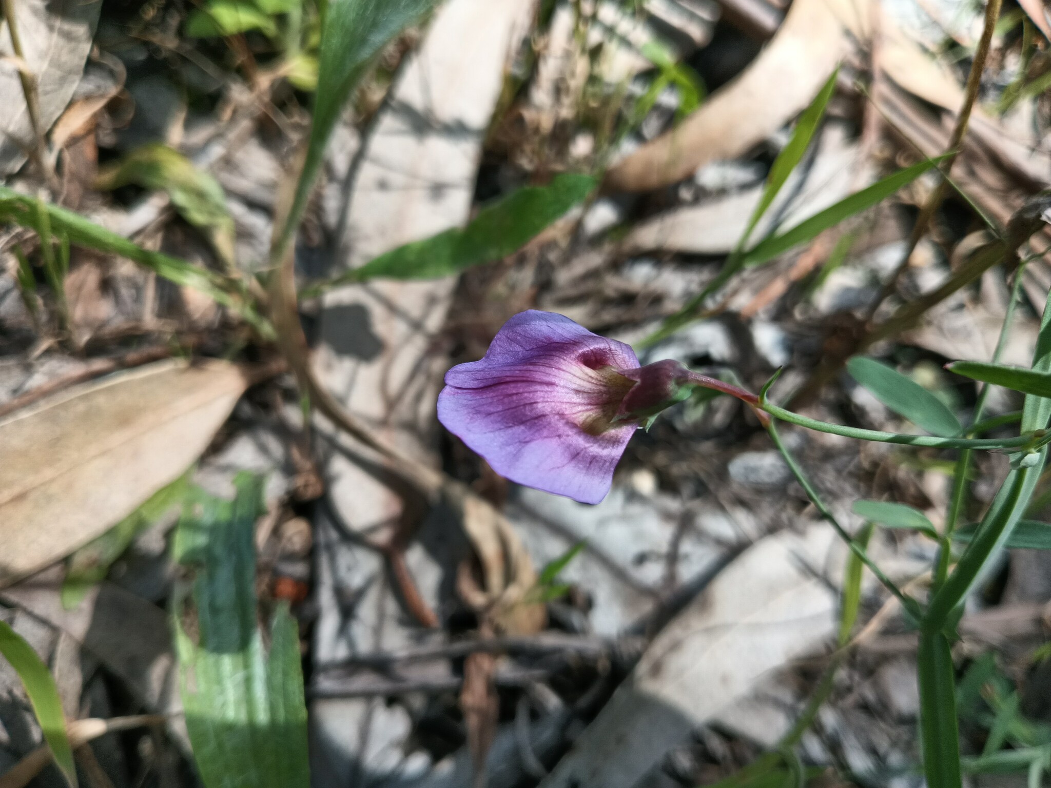 Photo of Crimson Pea (2/8)