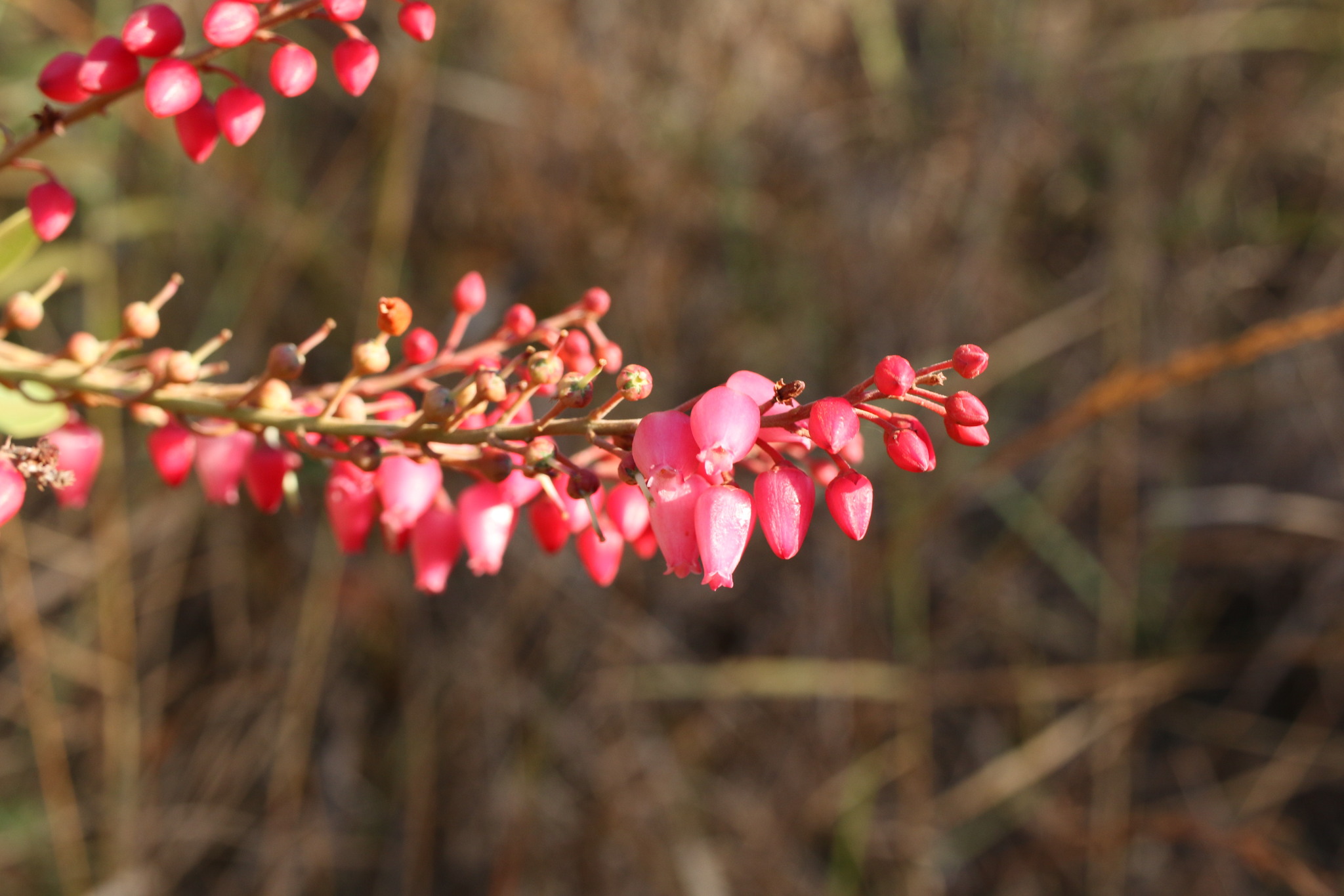 Photo of Magnoliopsida (3/6)