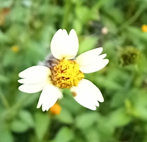 Photo of Tridax Daisy (7/12)