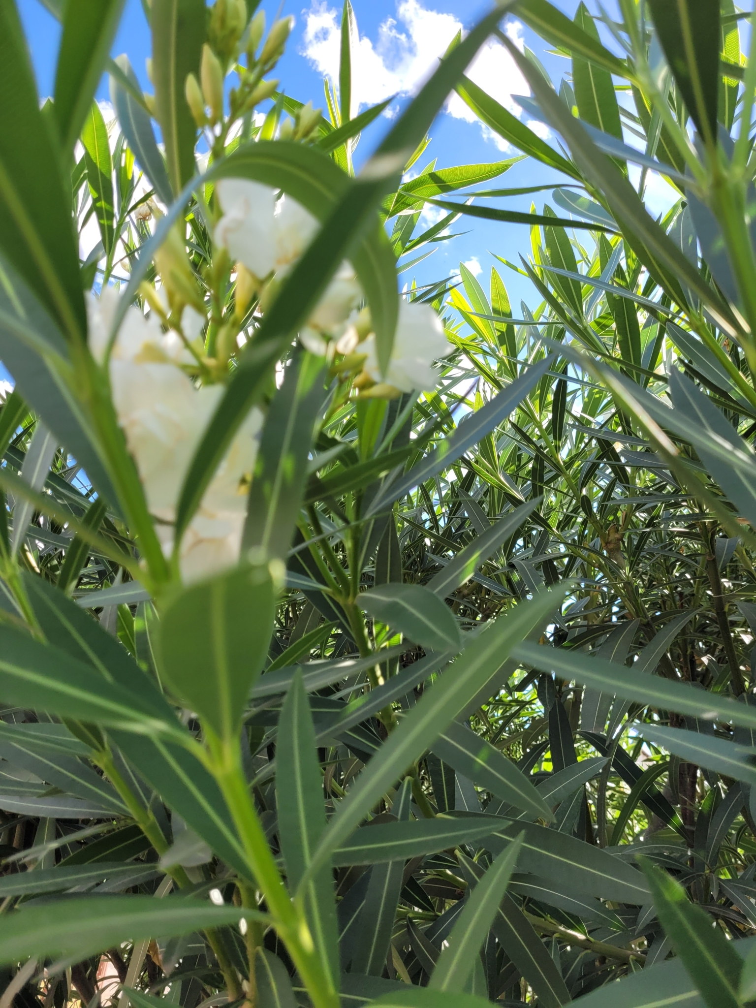 Photo of oleander (5/10)